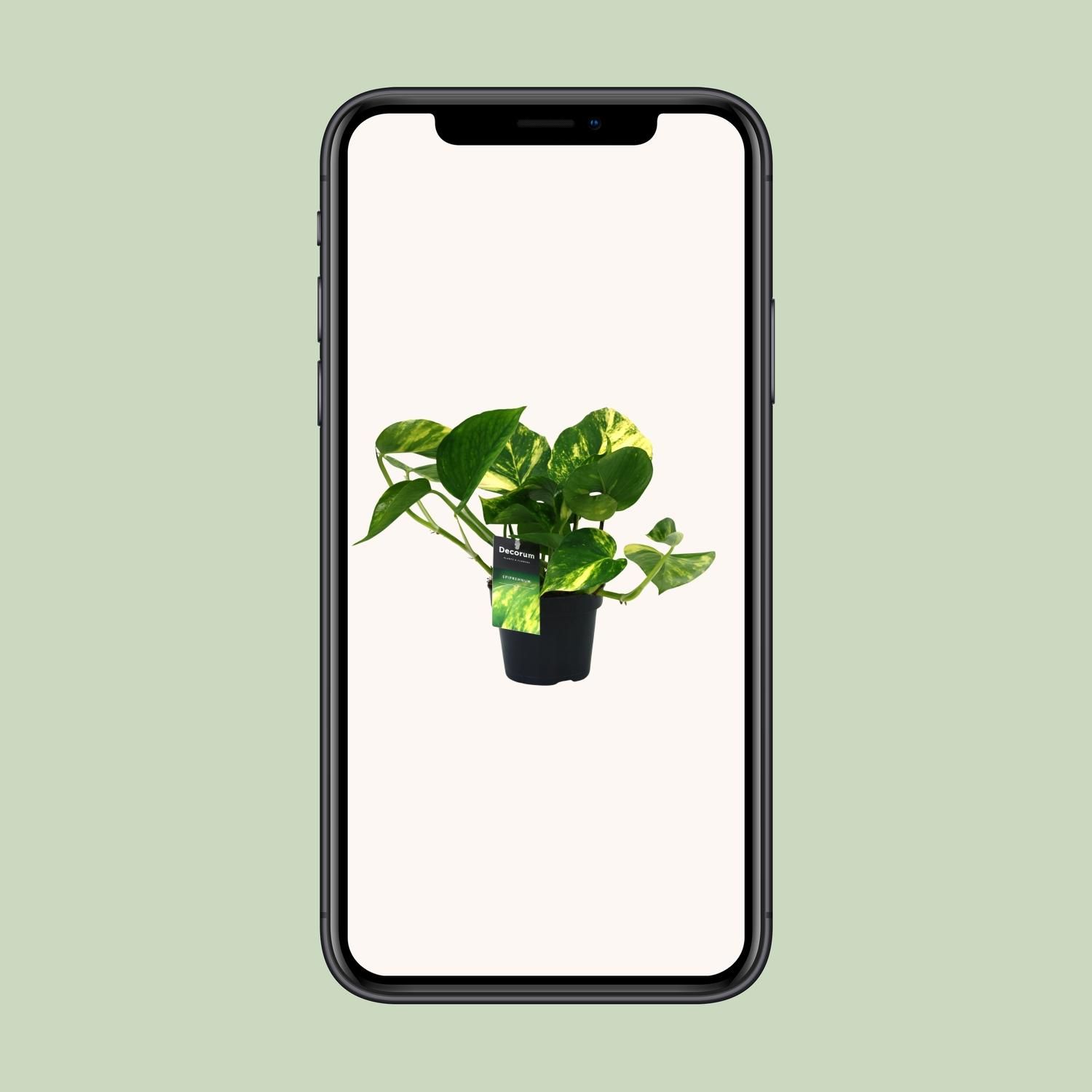 Scindapsus Aureum Zimmerpflanze
