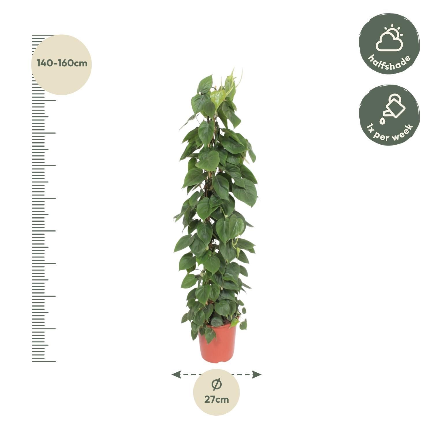 Philodendron Bipinnatifidum mit Gitterstütze
