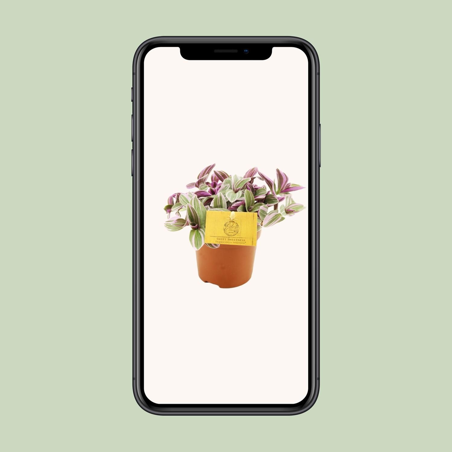 Tradescantia Sweetness – Hängepflanze – Ø10,5cm