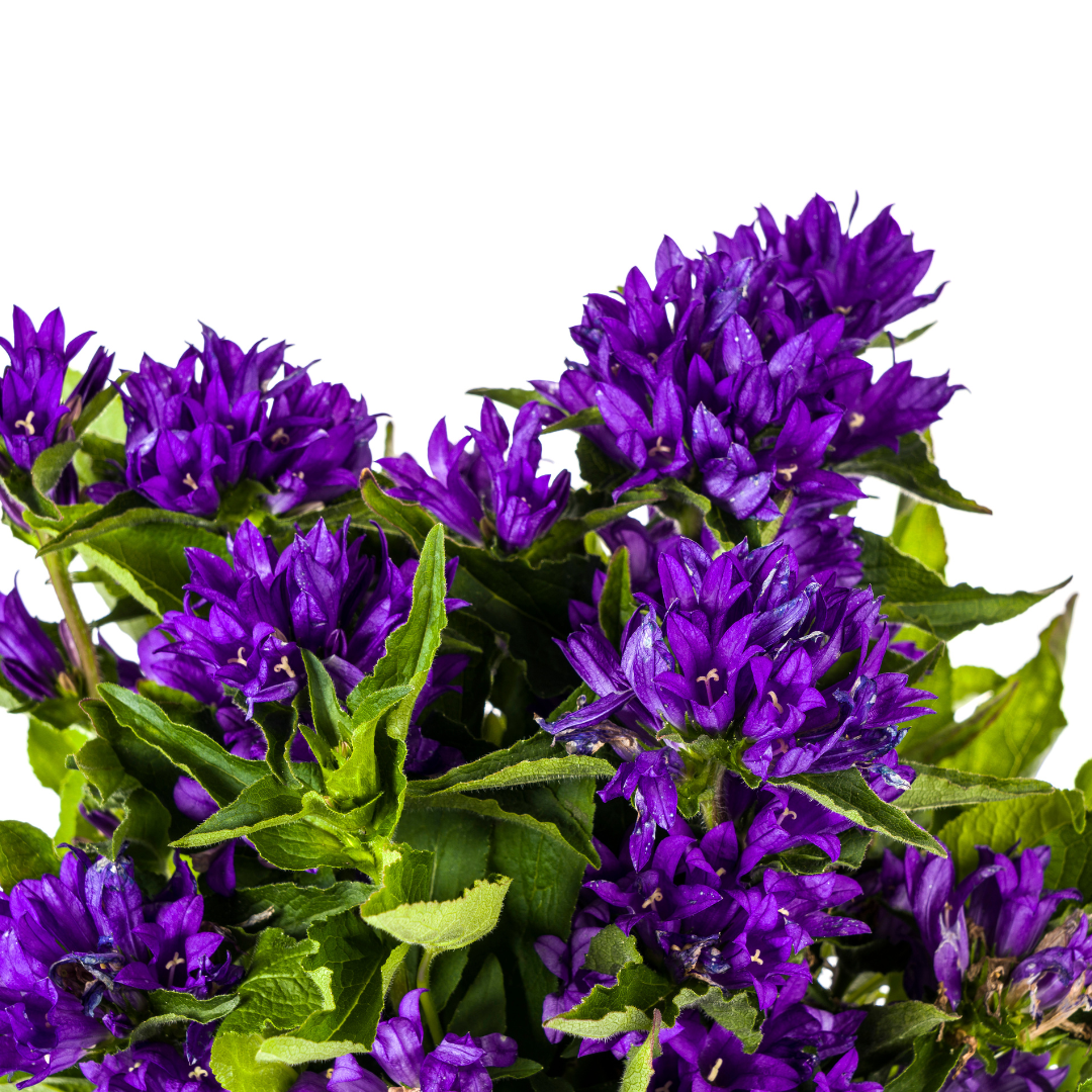 Campanula Glomerata Genti Blue | Ø19cm Topf | 30-40cm Hoch | Garten-Glockenblume