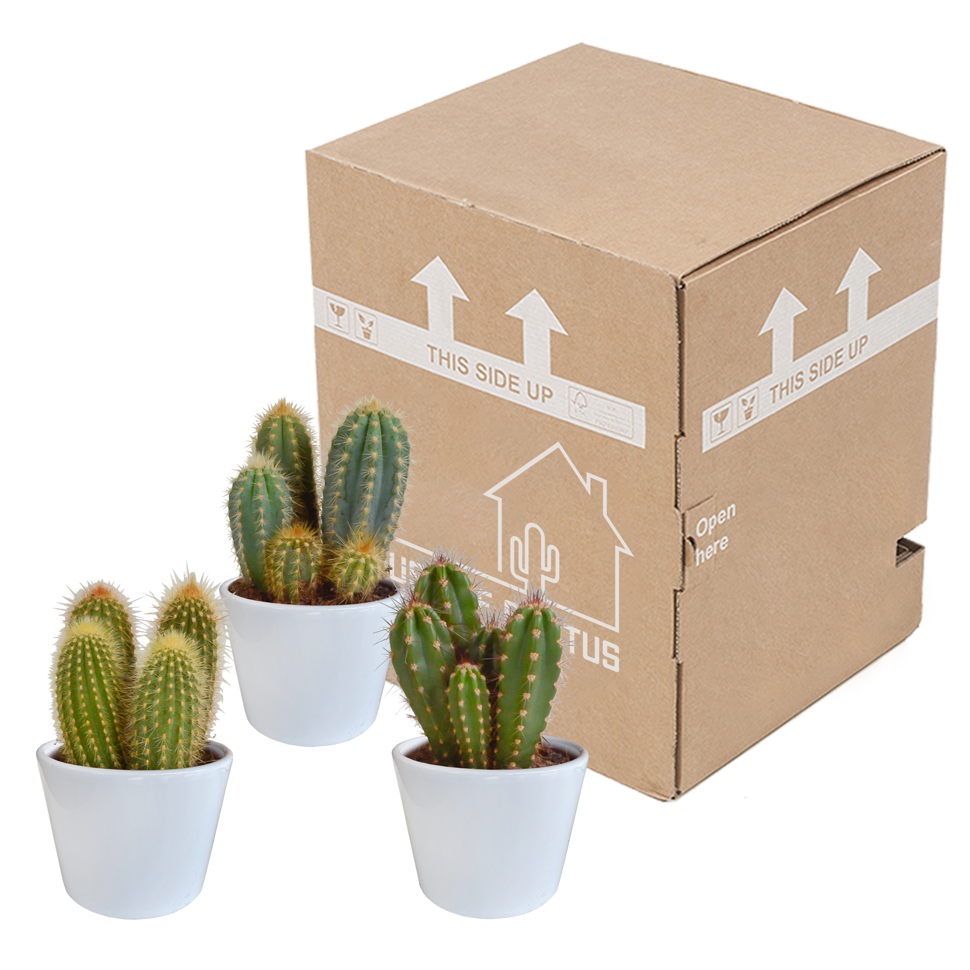 Cereus Säulenkakteen Mix in Weißem Topf