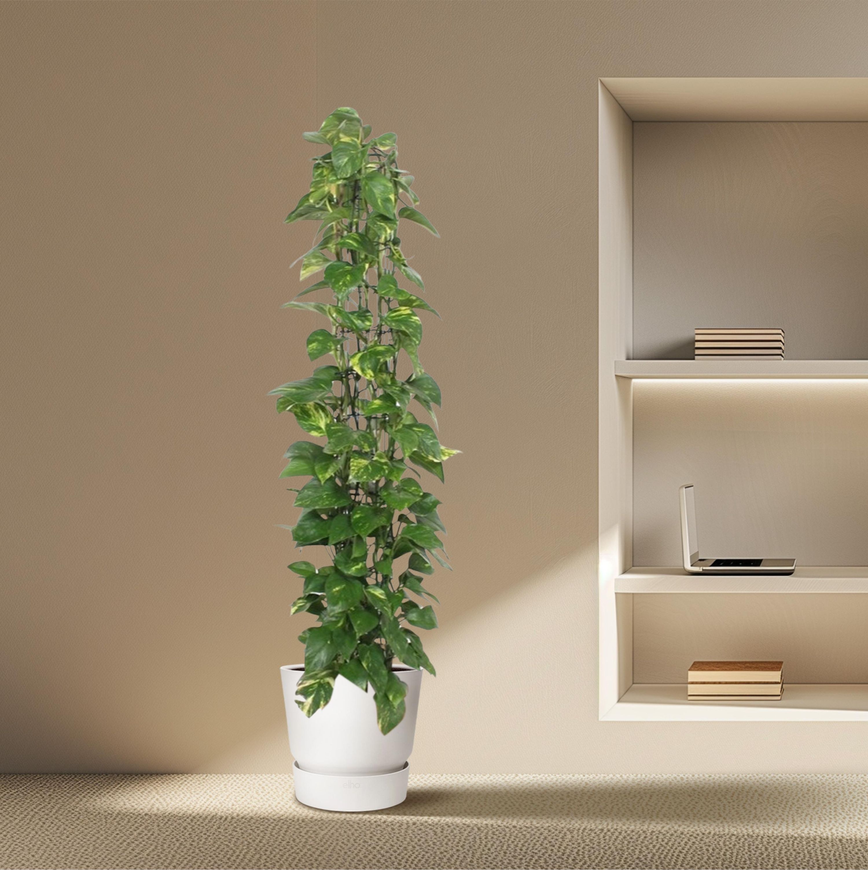 Epipremnum Aureum Kletterpflanze mit Gitter