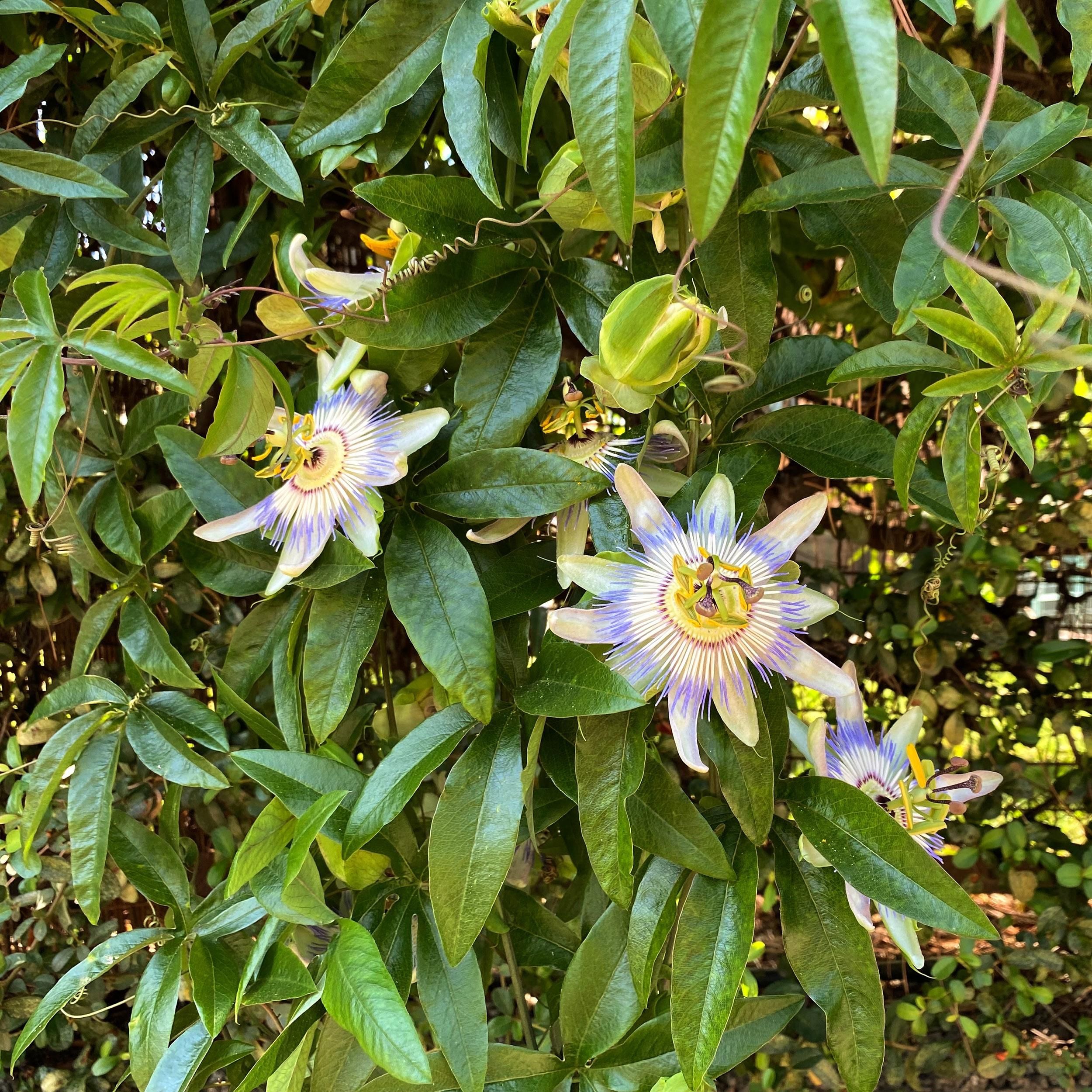 Passionsblume Passiflora caerulea – Blaue Blüte – Pflegeleicht – 2 Pflanzen