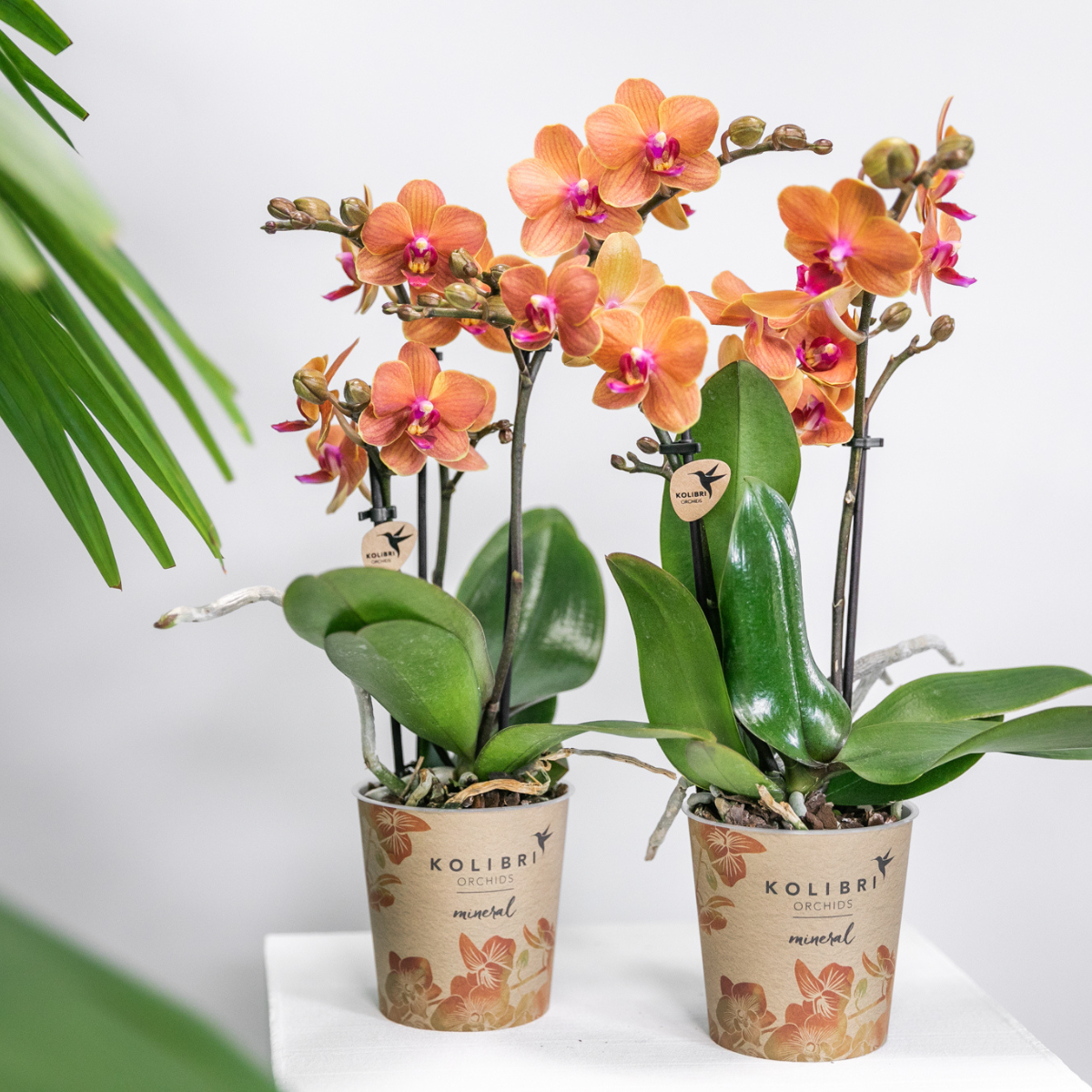 Phalaenopsis Orchideen Set Bolzano Orange