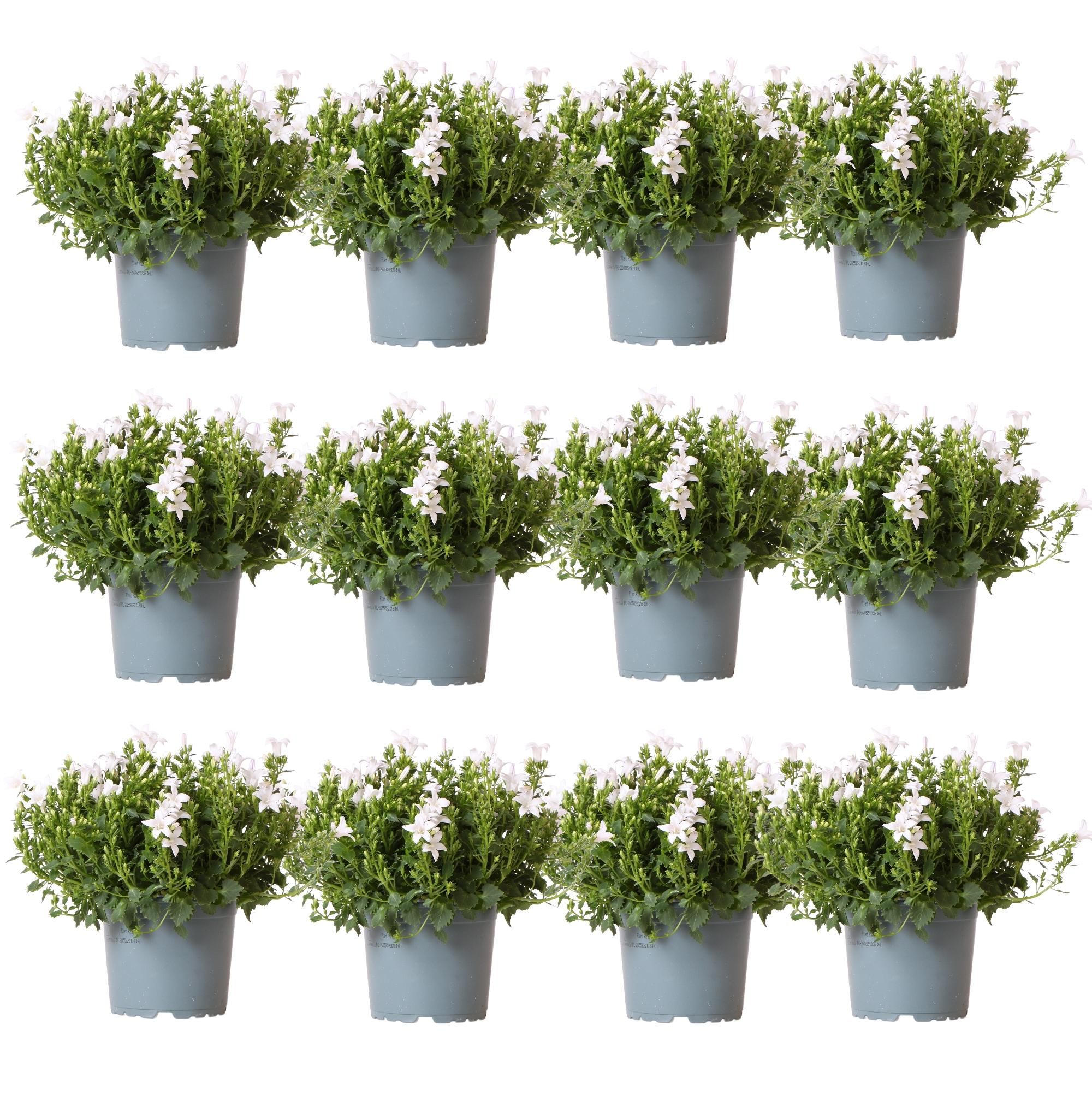 Campanula Addenda Glockenblume Weiß Bodendecker