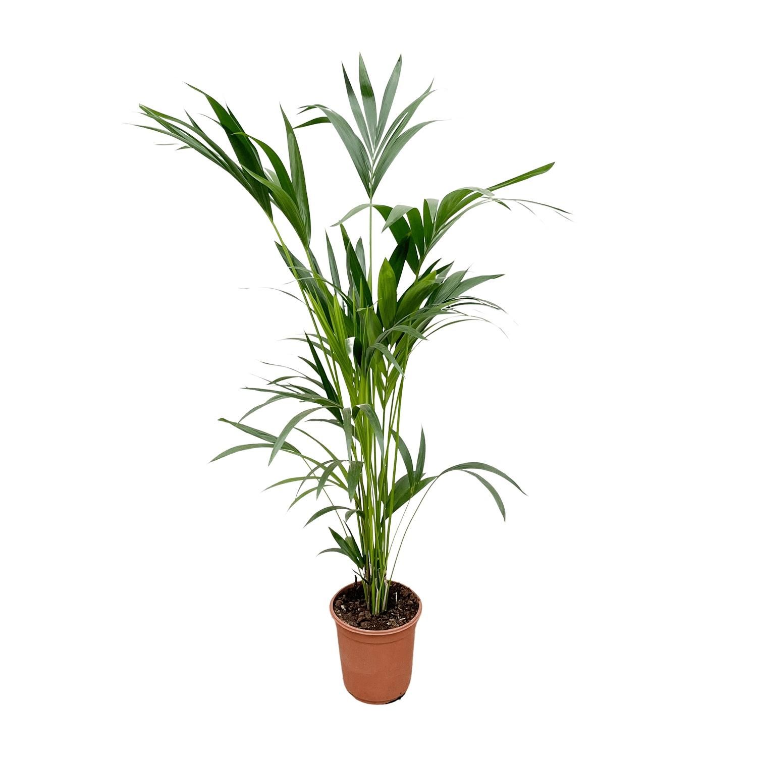 Kentia Palme Zimmerpflanze