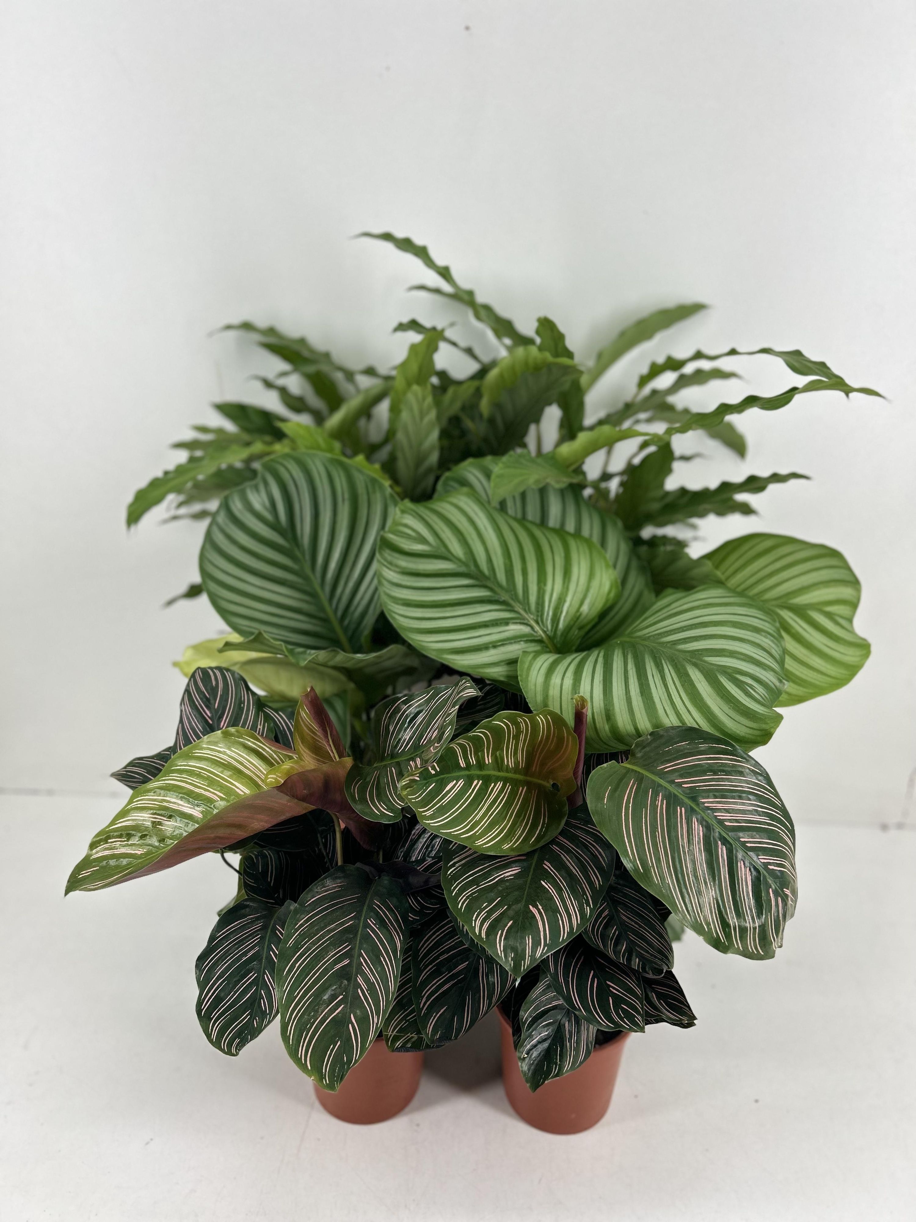 Calathea Mix Tropische Zimmerpflanze