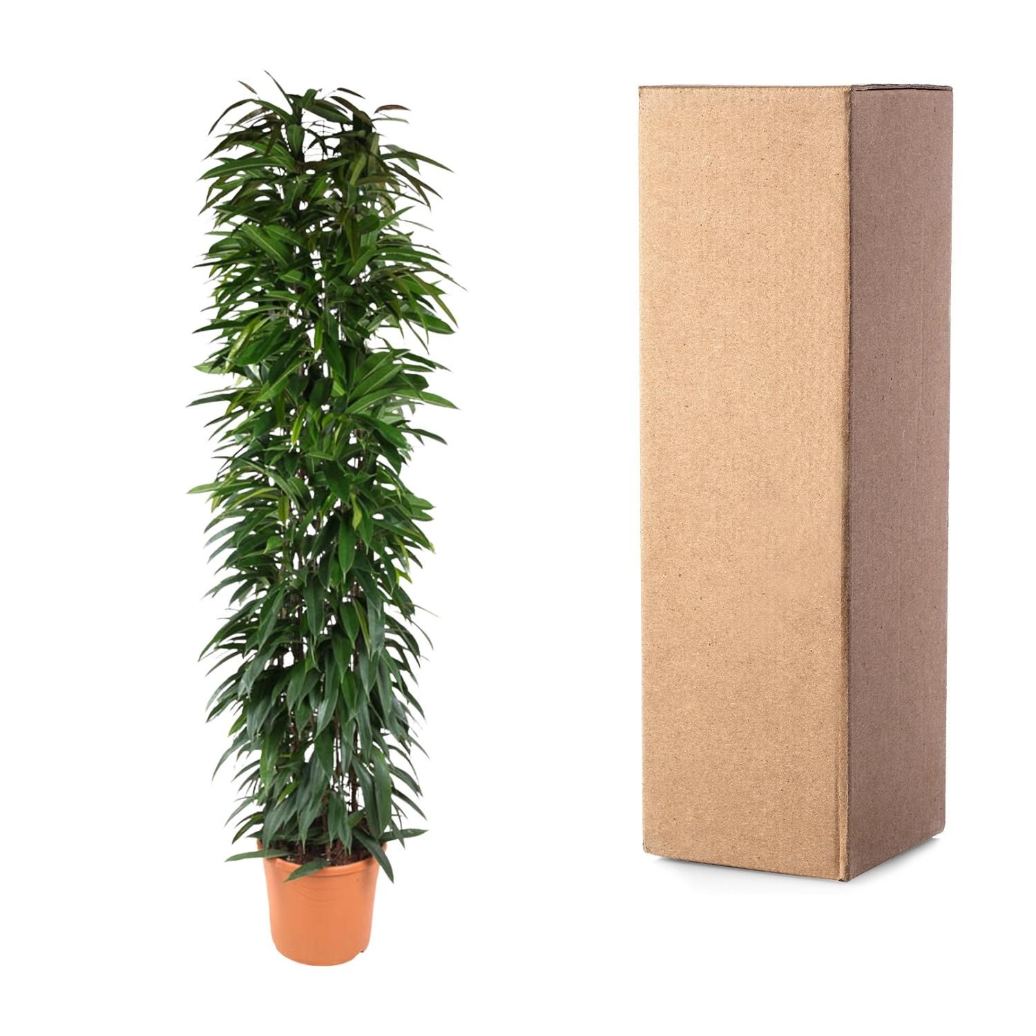 Ficus Alii King Säulenpflanze