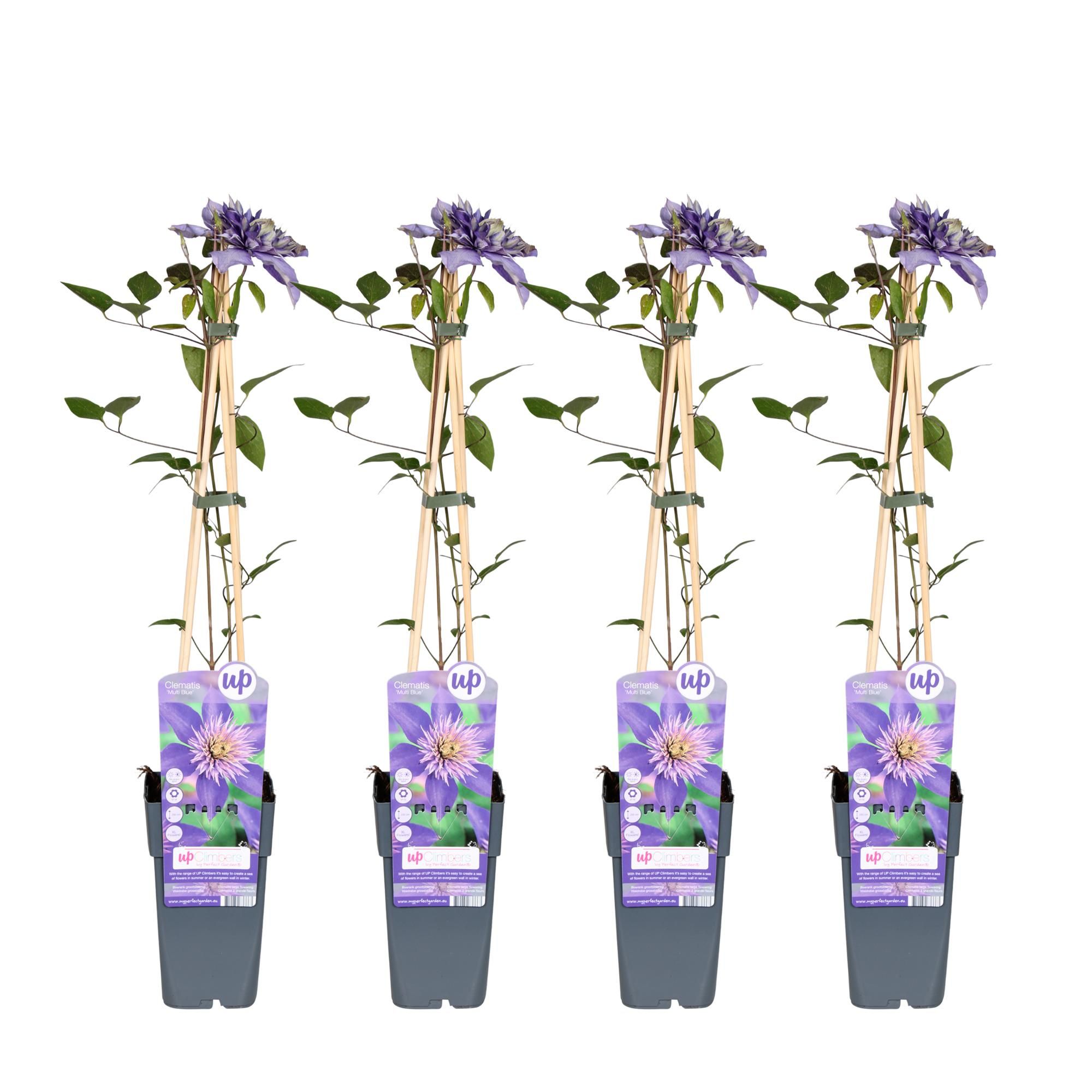 Clematis Multi Blue Kletterpflanze