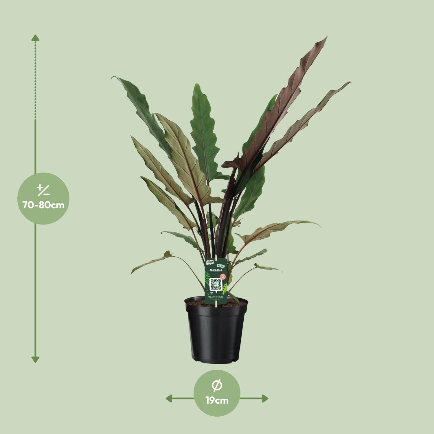 Alocasia Lauterbachiana - Exotische Zimmerpflanze