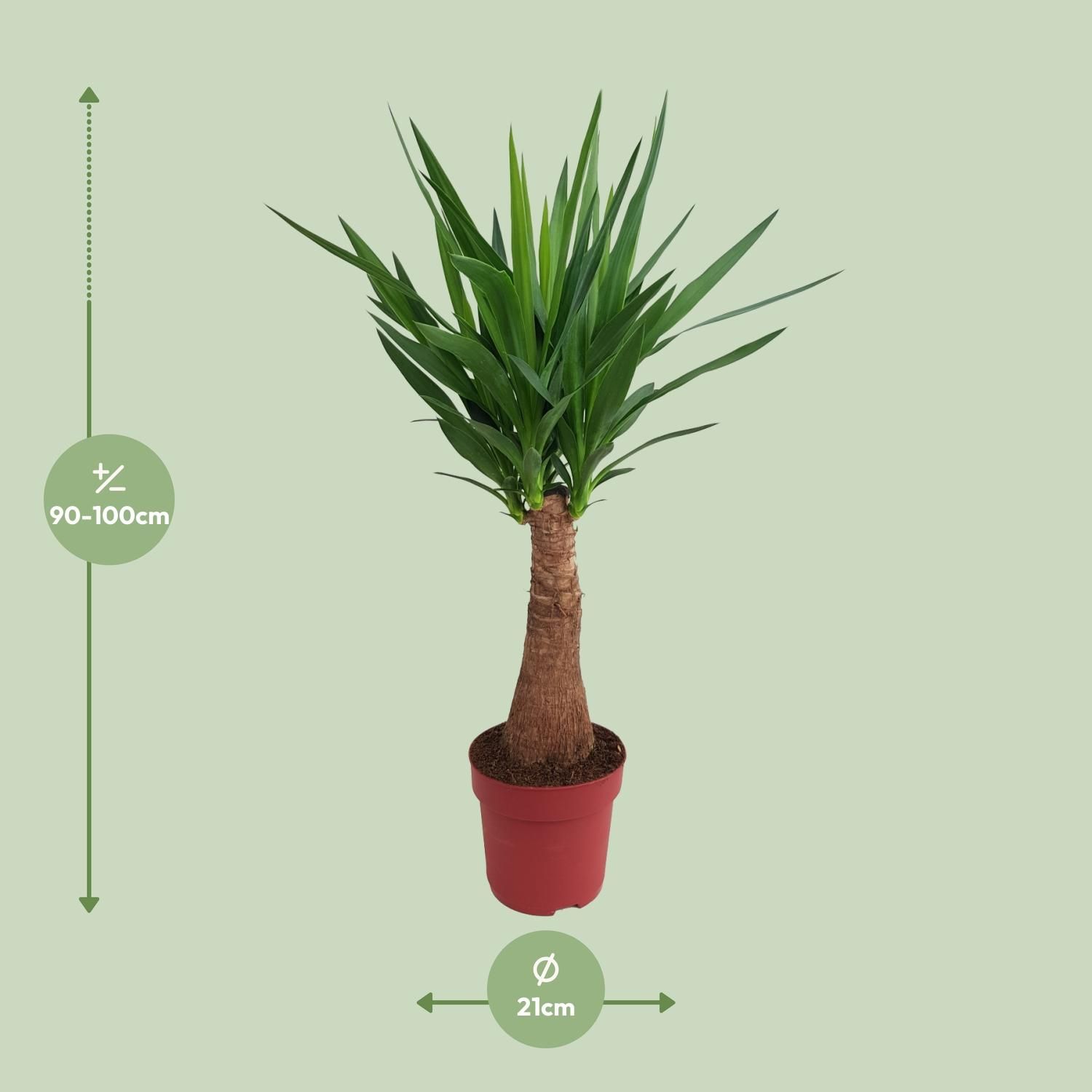 Yucca Maya Tree Zimmerpflanze