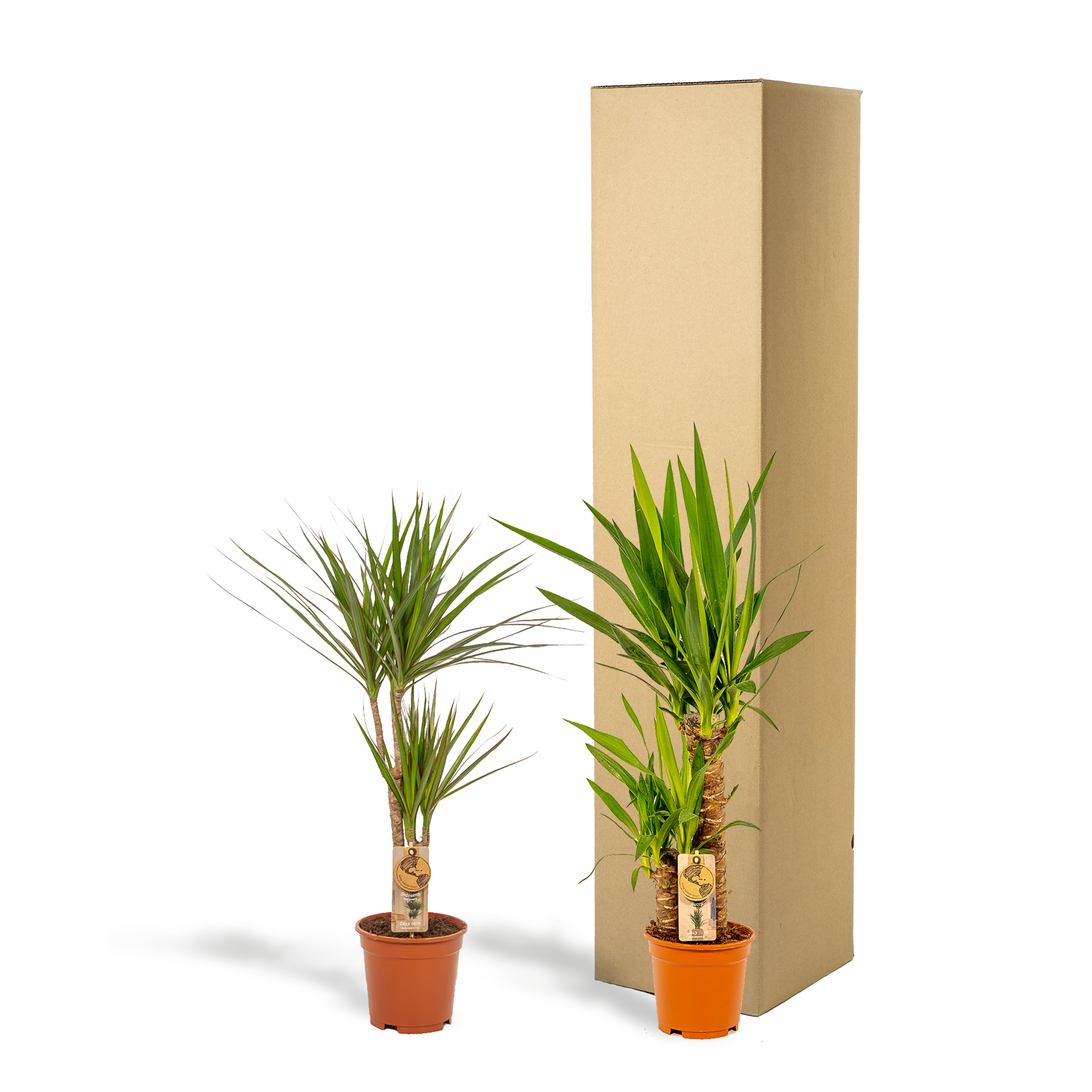 Dracaena und Yucca Zimmerpflanzen Set