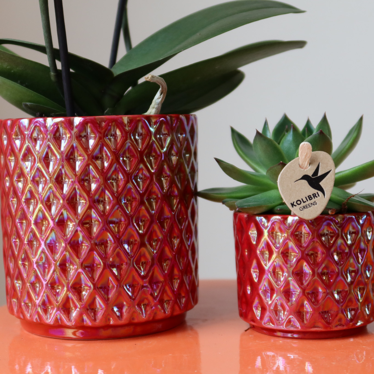 Rote Phalaenopsis Orchidee Congo | Im roten Pearl Topf Ø9cm | Blühende Zimmerpflanze