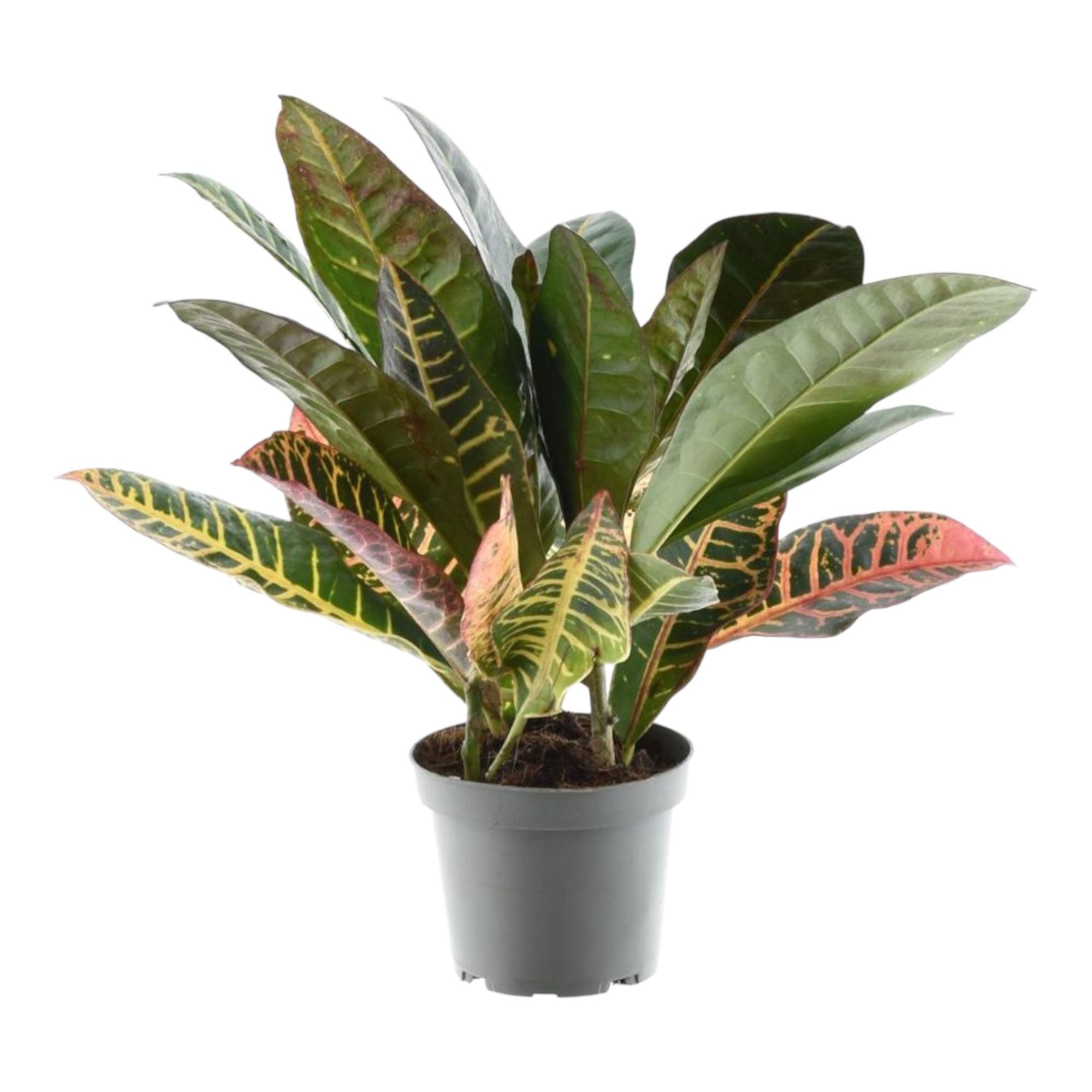 Codiaeum Petra farbenfrohe Zimmerpflanze