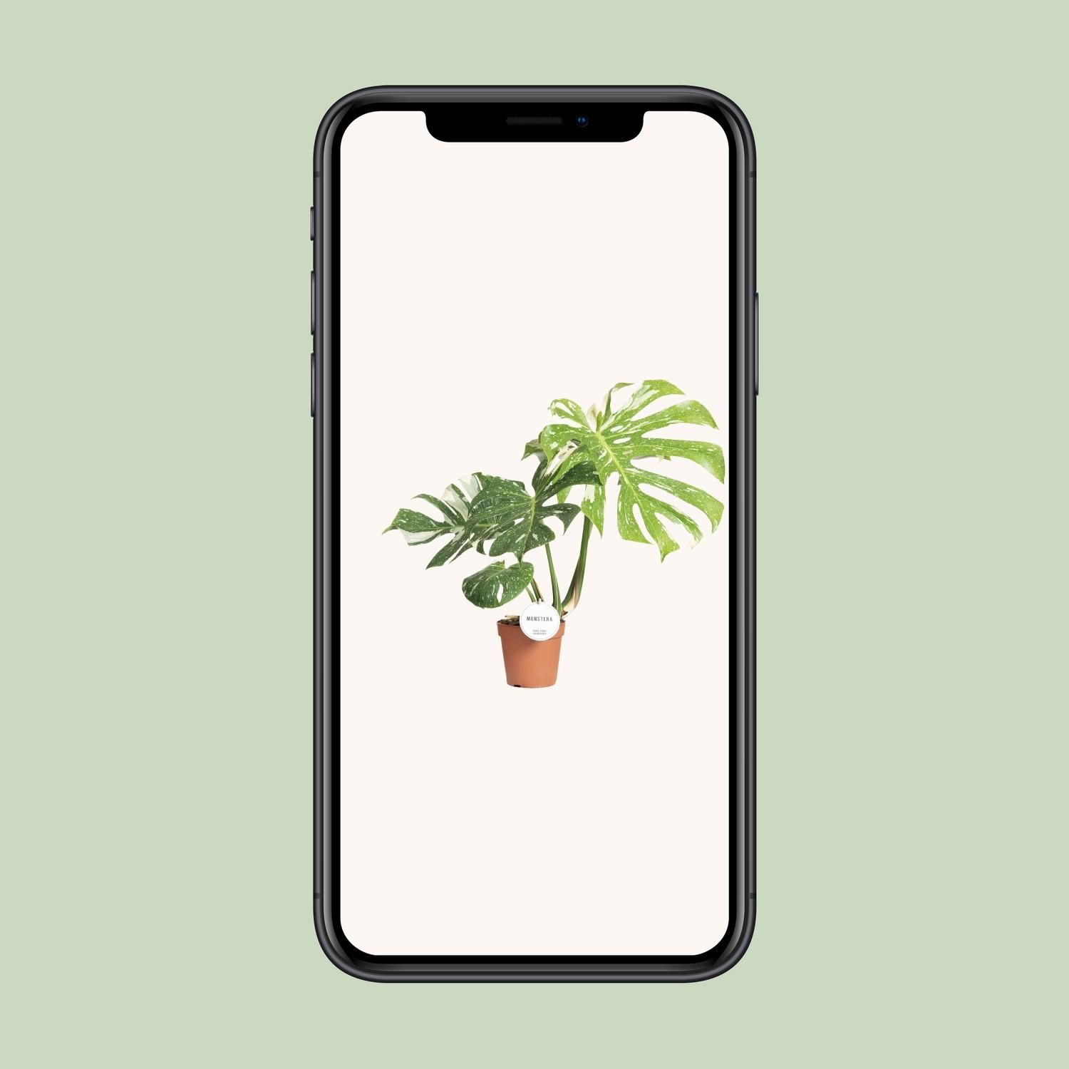 Monstera Thai Constellation Zimmerpflanze