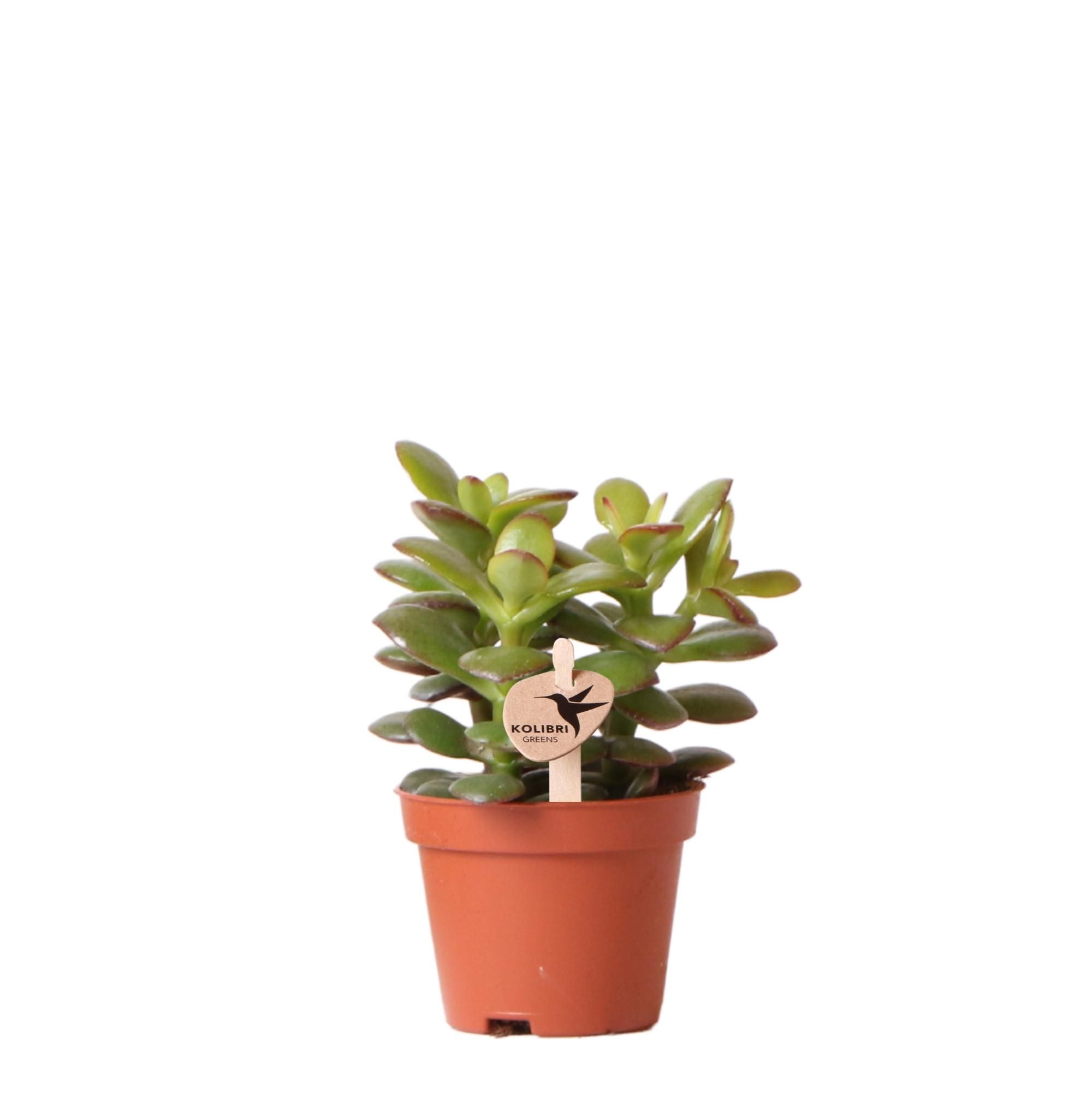 Crassula Minor Sukkulente | grüne Zimmerpflanze Ø6cm