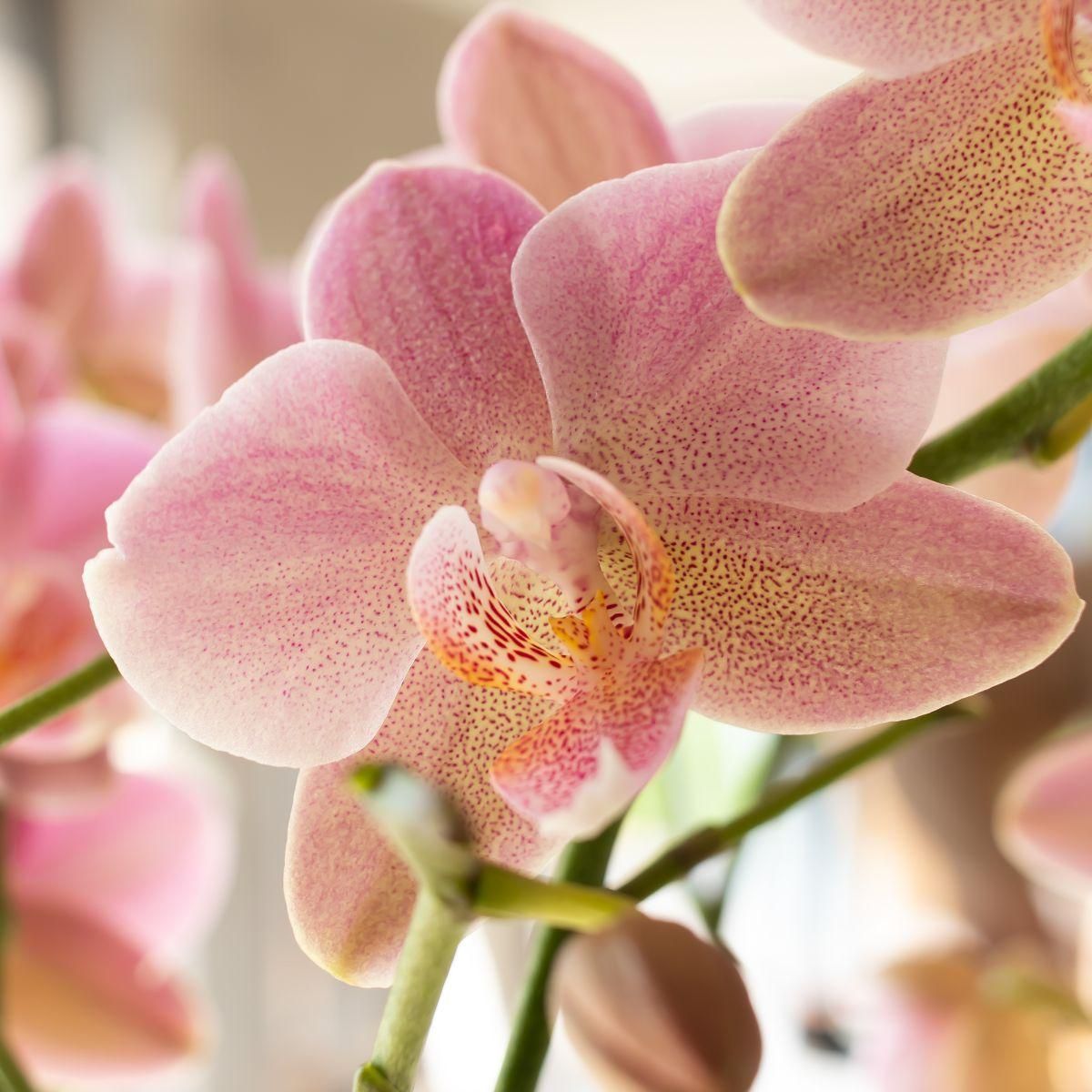 Phalaenopsis Orchidee Treviso in Altrosa