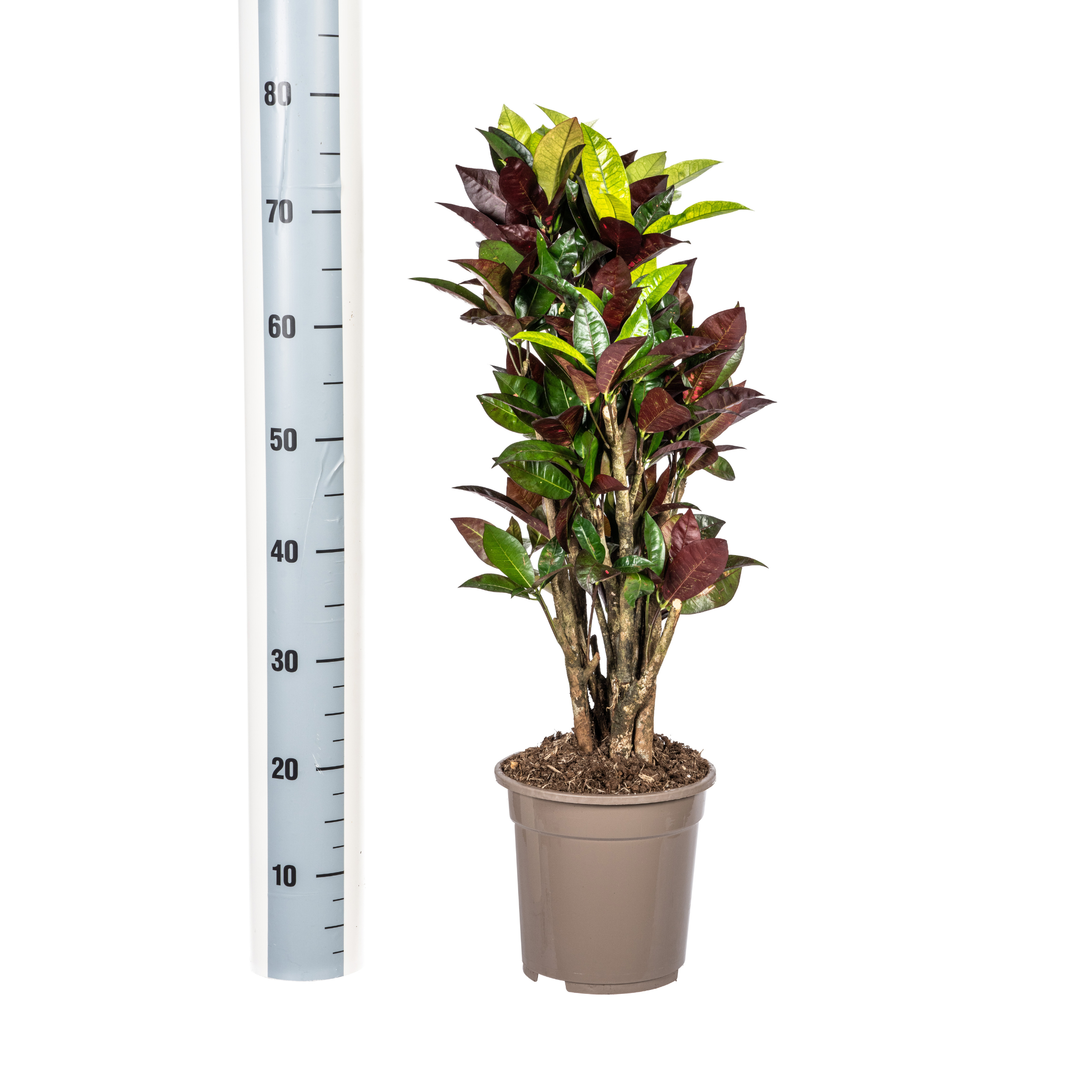 Codiaeum 'Croton' Iceton – Ø21cm – ↕60-80cm