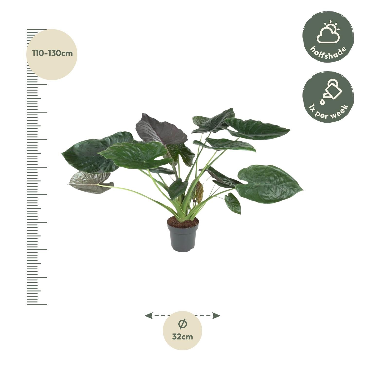Alocasia Wentii Exotische Zimmerpflanze