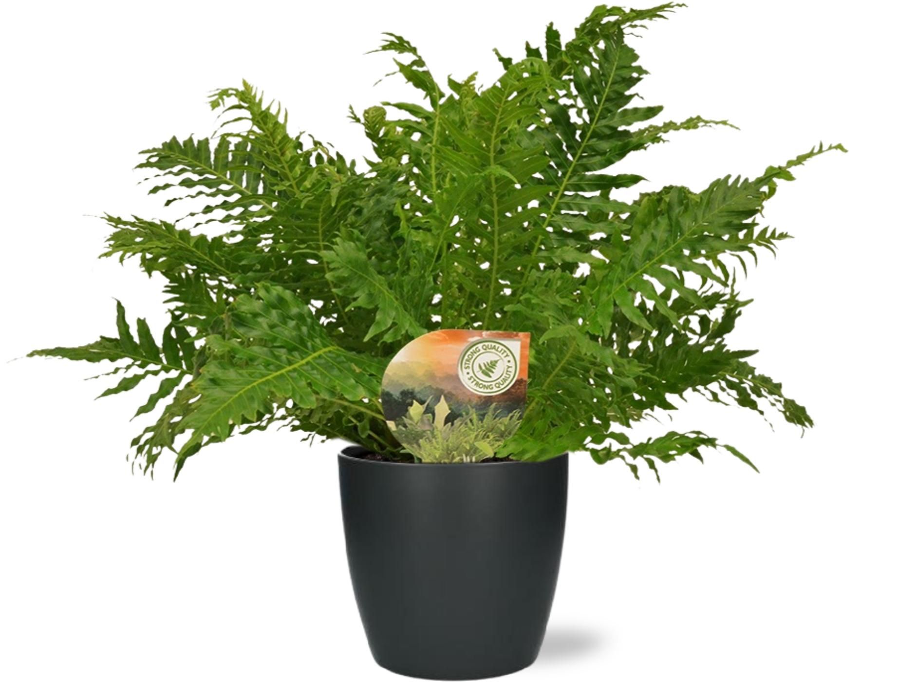 Blechnum Silver Lady Farn – ø17cm – inkl. Anthrazit Topf