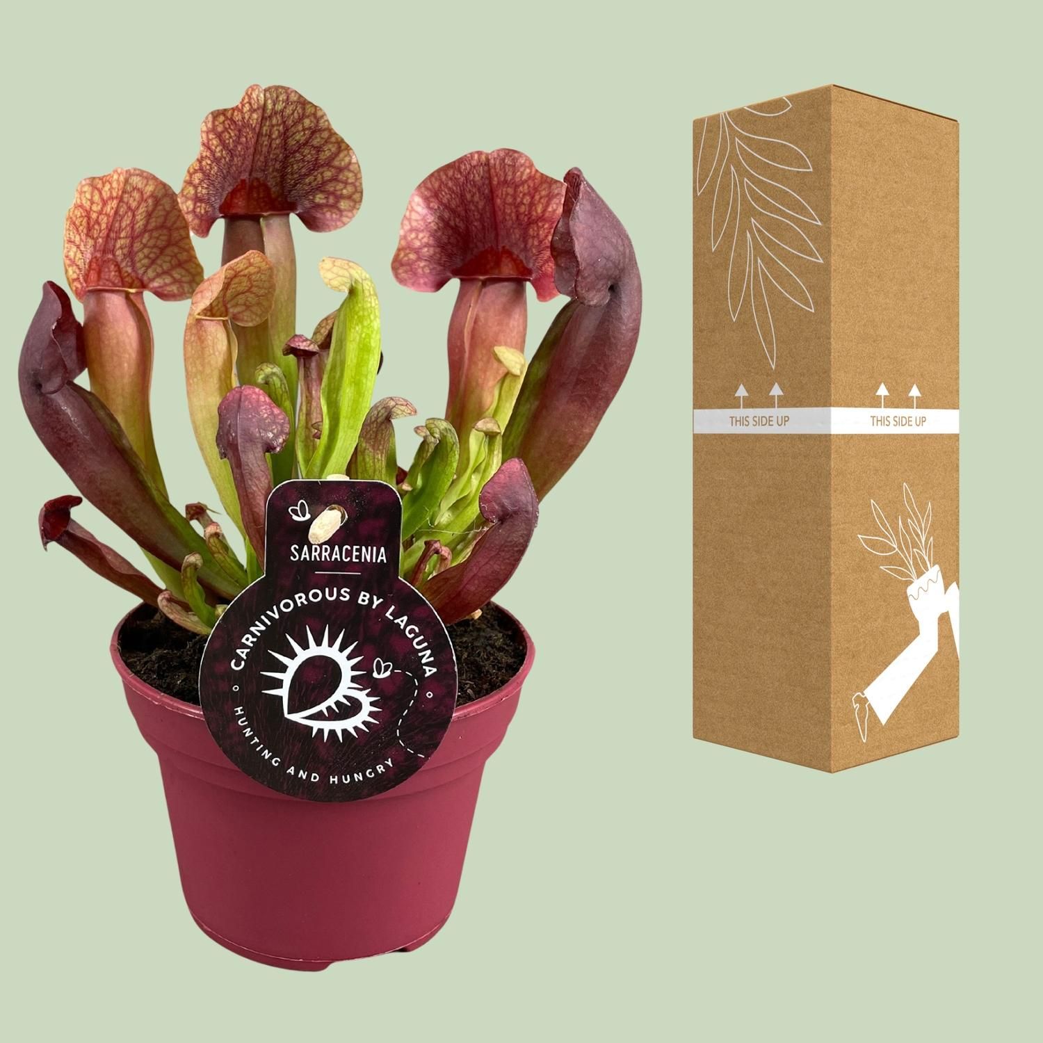 Sarracenia Catesbaei – Fleischfressende Pflanze – Insektenschutz