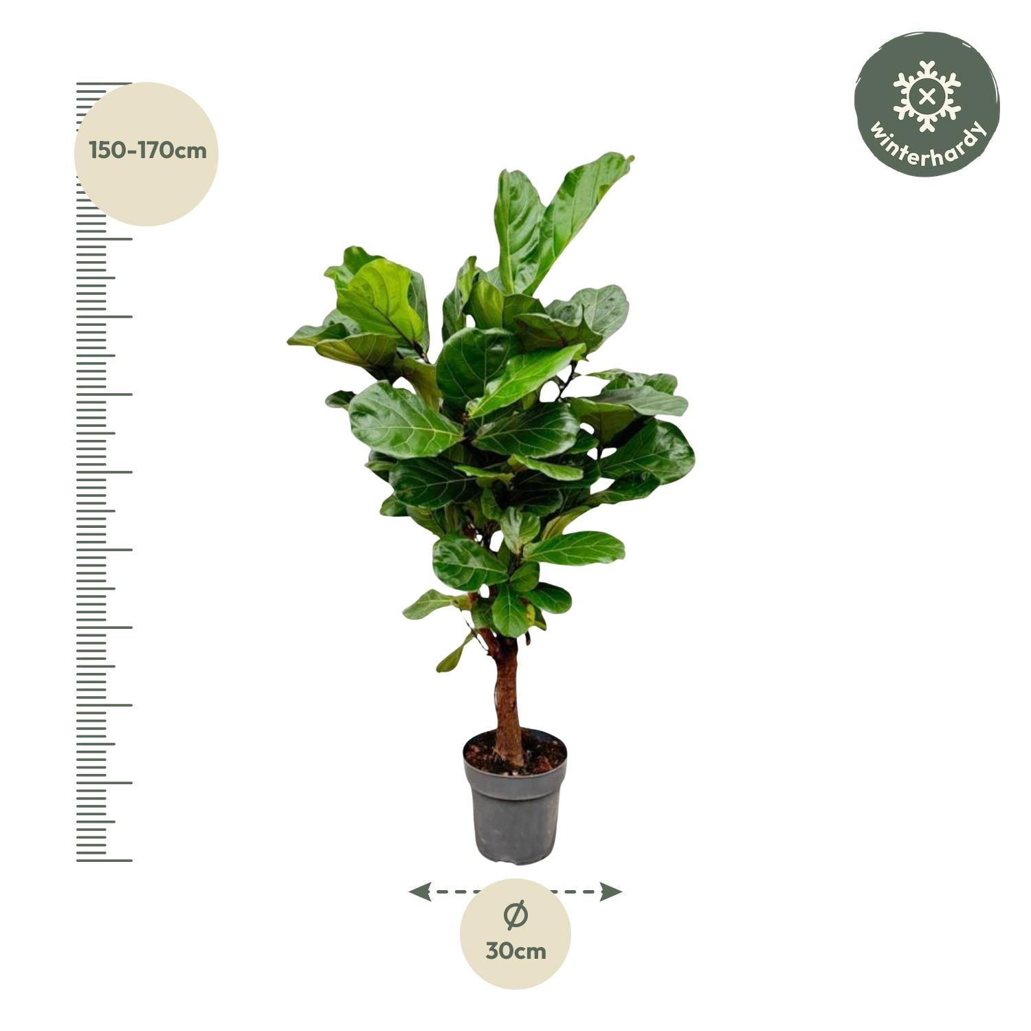 Ficus Lyrata Geigenfeige Zimmerpflanze