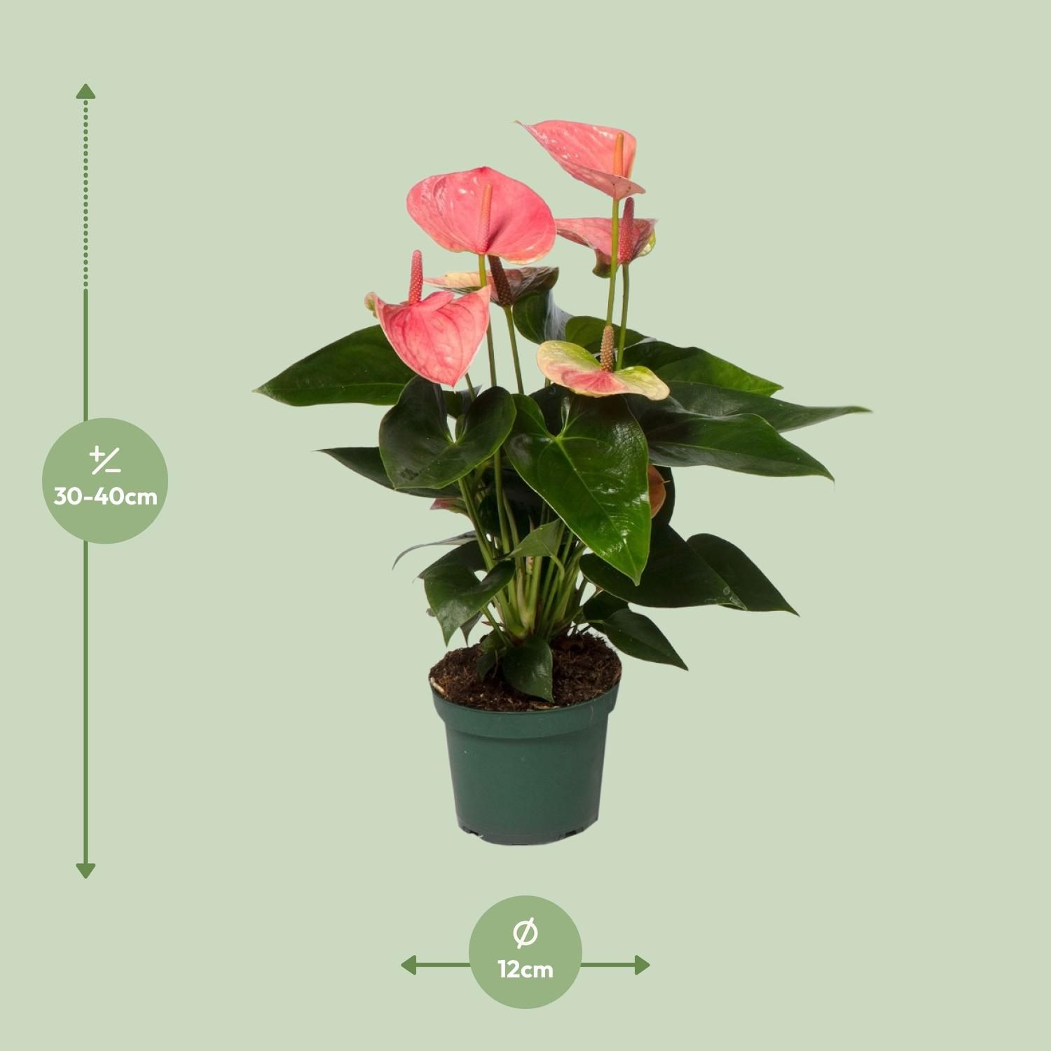 Anthurium Sweet Dream – Ø12cm – Höhe ca. 35cm