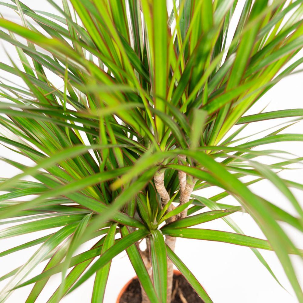 Dracaena - Tropischer Drachenbaum im Korb