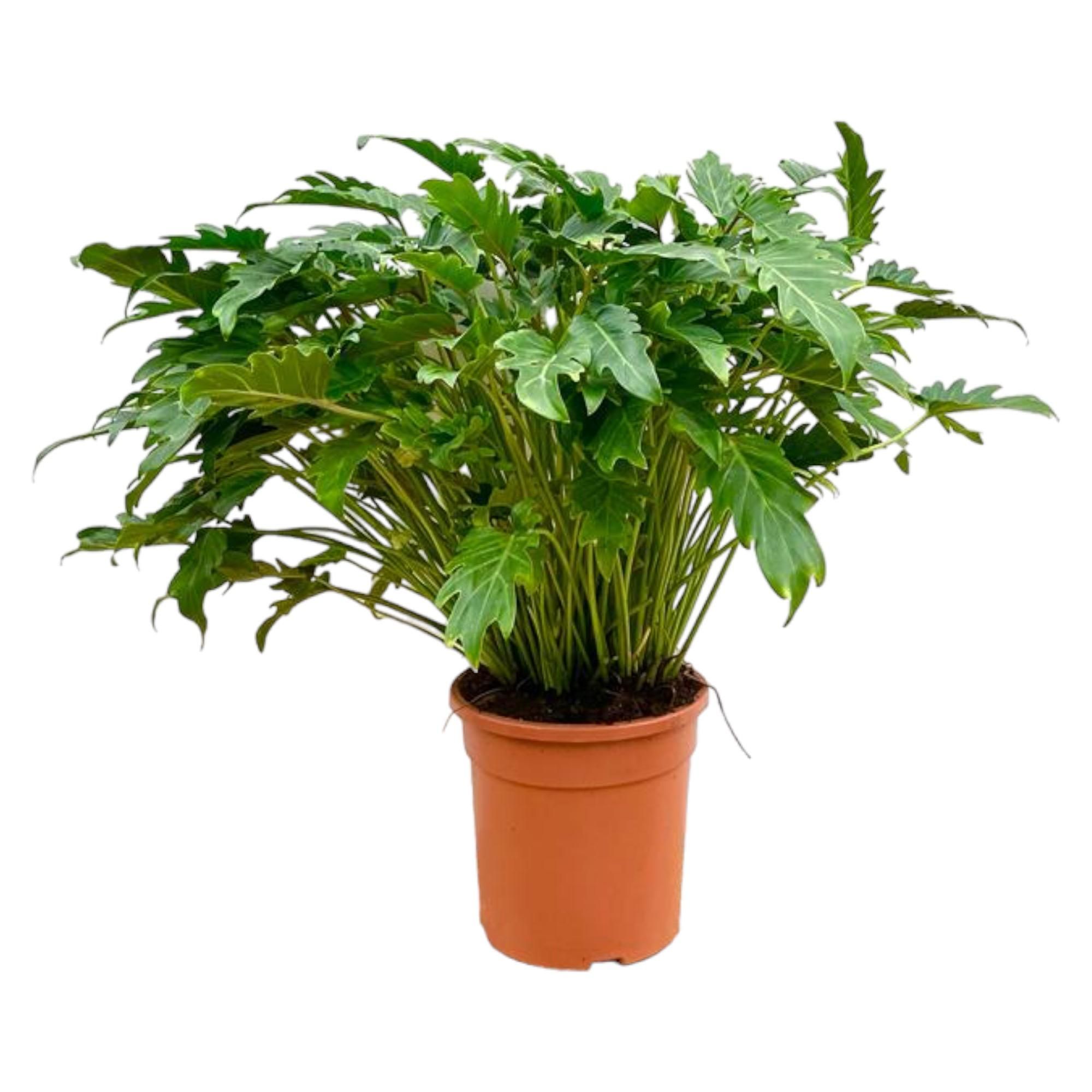 Philodendron Xanadu Zimmerpflanze