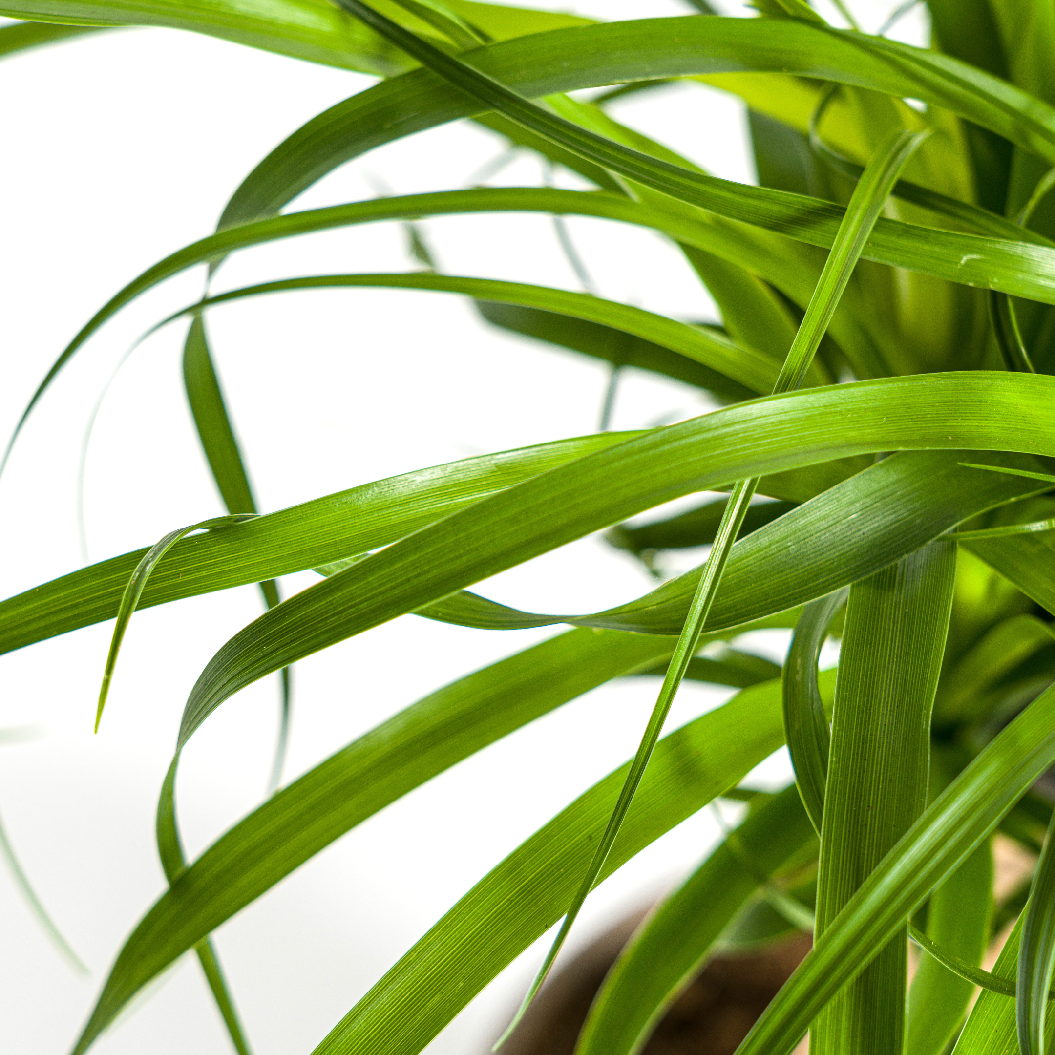 Beaucarnea Recurvata – robuster Stamm – Ø 17 cm Topf