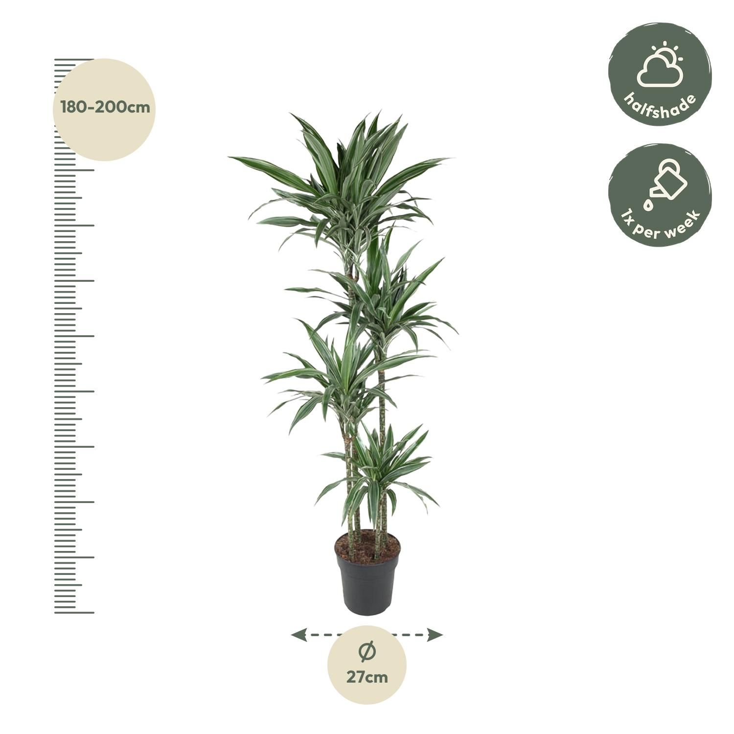 Dracaena Warneckei elegante Zimmerpflanze