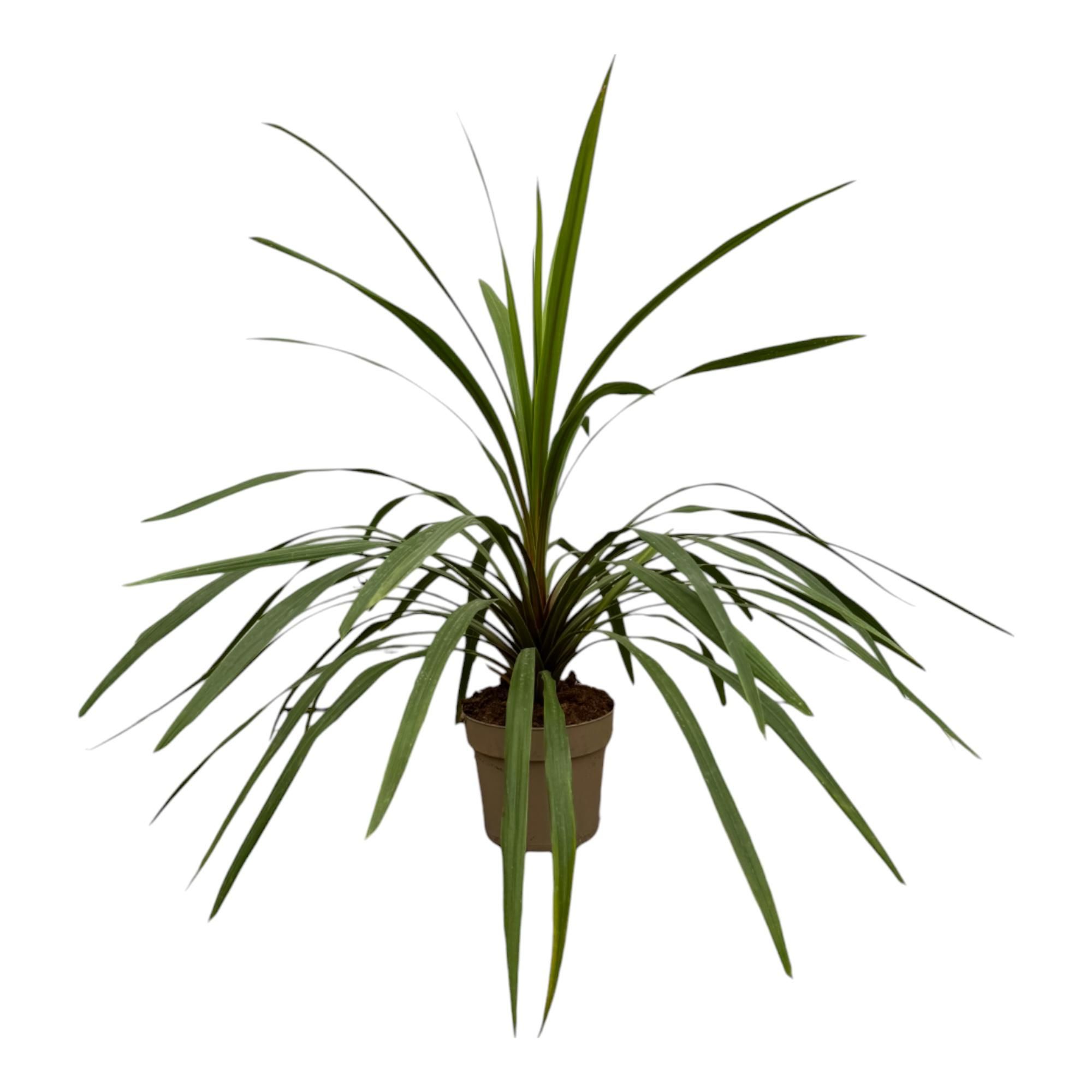 Cordyline Peko Zimmerpflanze