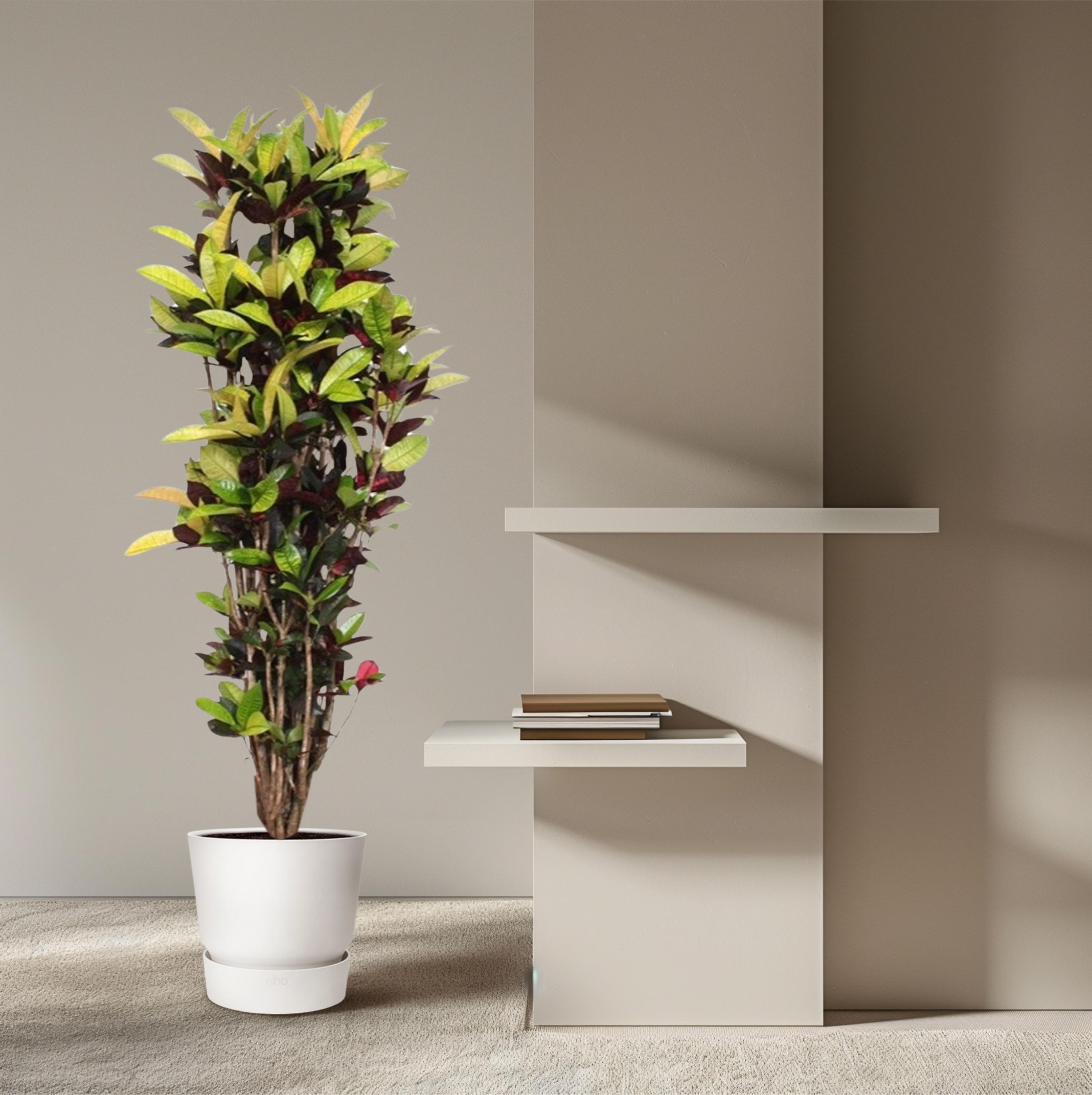 Codiaeum Iceton Farbiger Croton für Innenräume