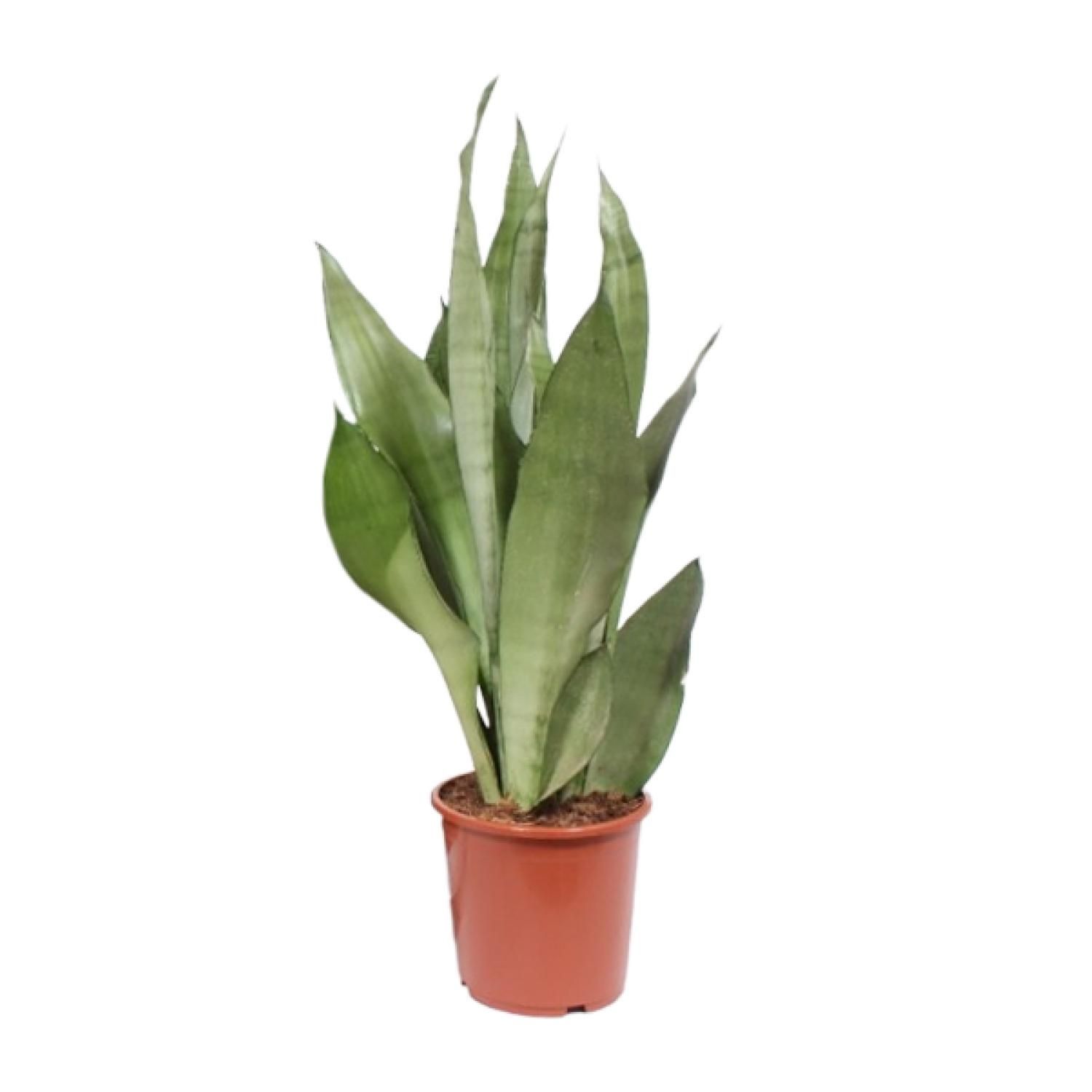 Sansevieria Moonshine Pflanze