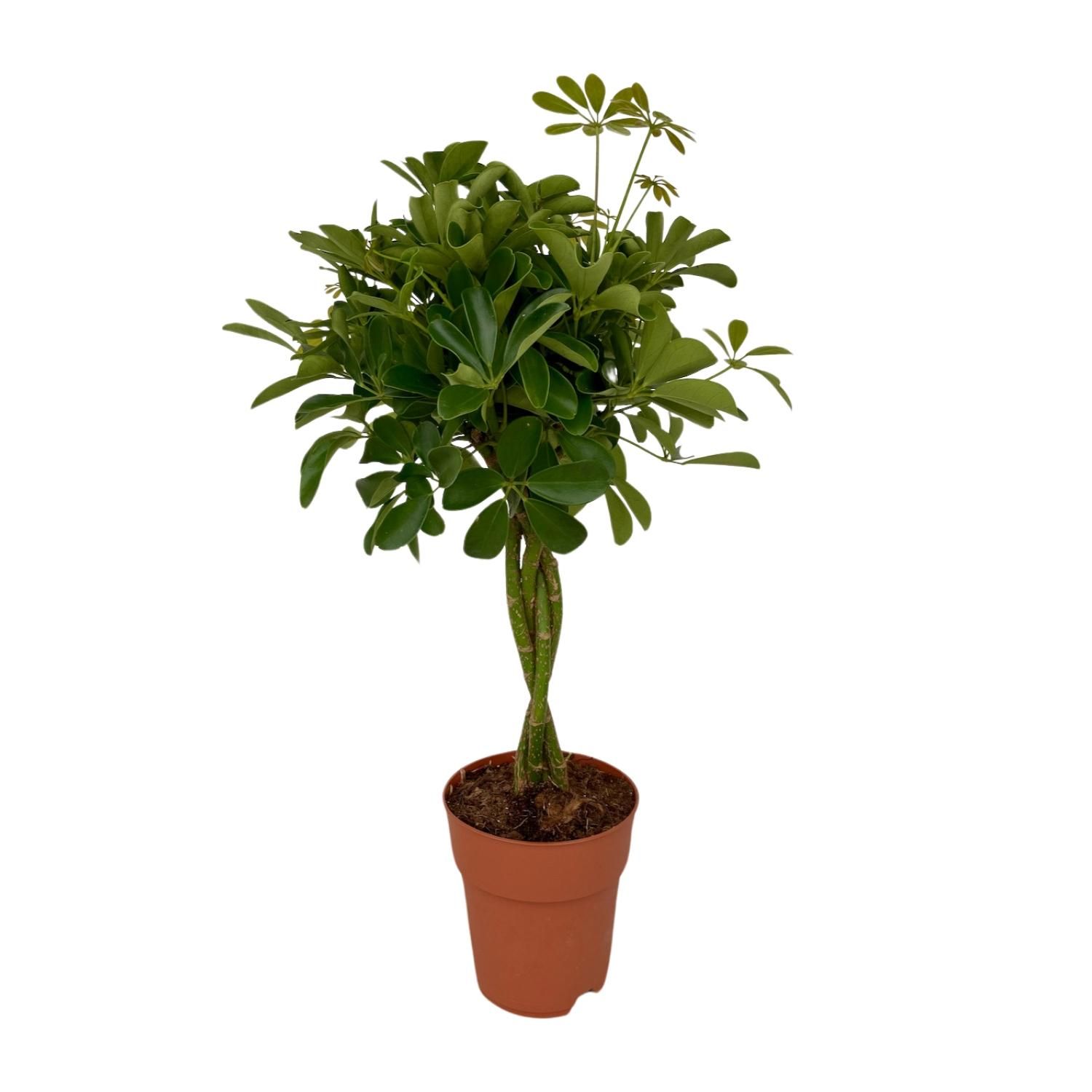 Schefflera Compacta Schirmbaum für Innenbereiche