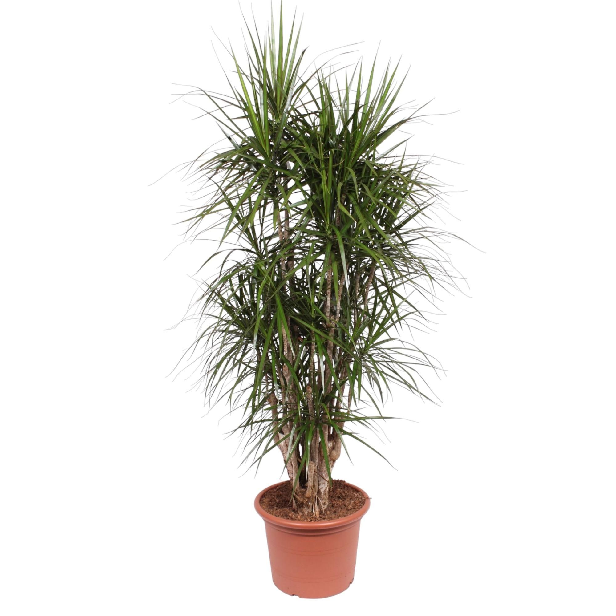 Dracaena Marginata verzweigt in großem Topf