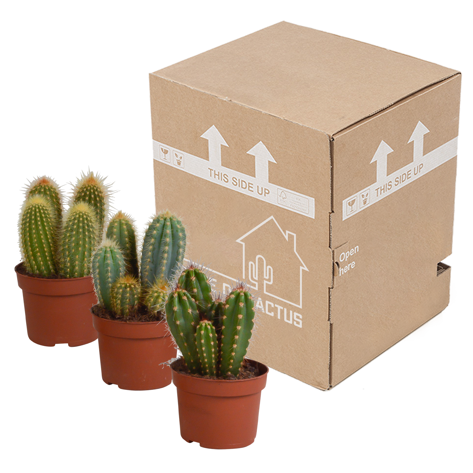 Cereus Säulenkaktus Mischung