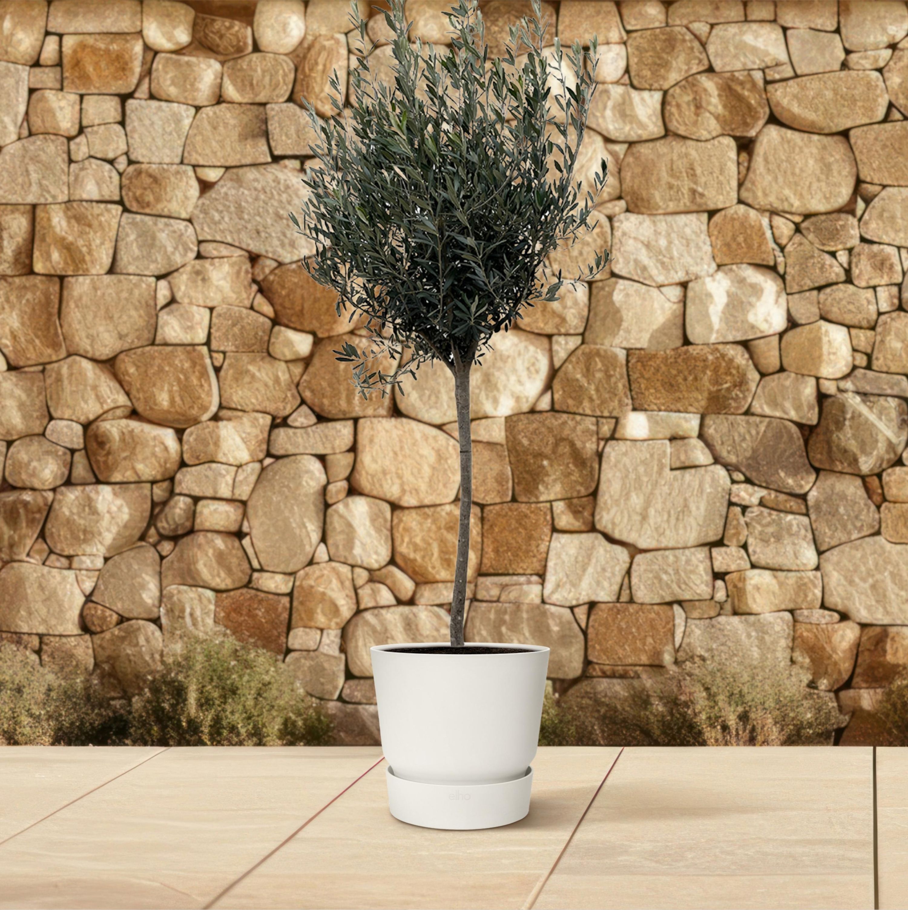 Olivenbaum Olea Europaea auf Stamm