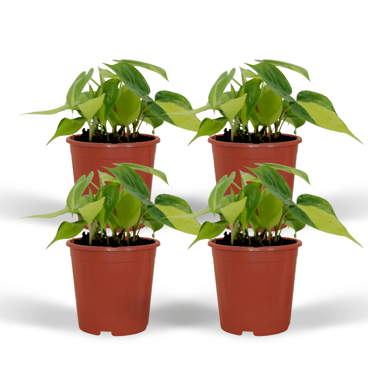Philodendron Scandens Brasil Kletterpflanze