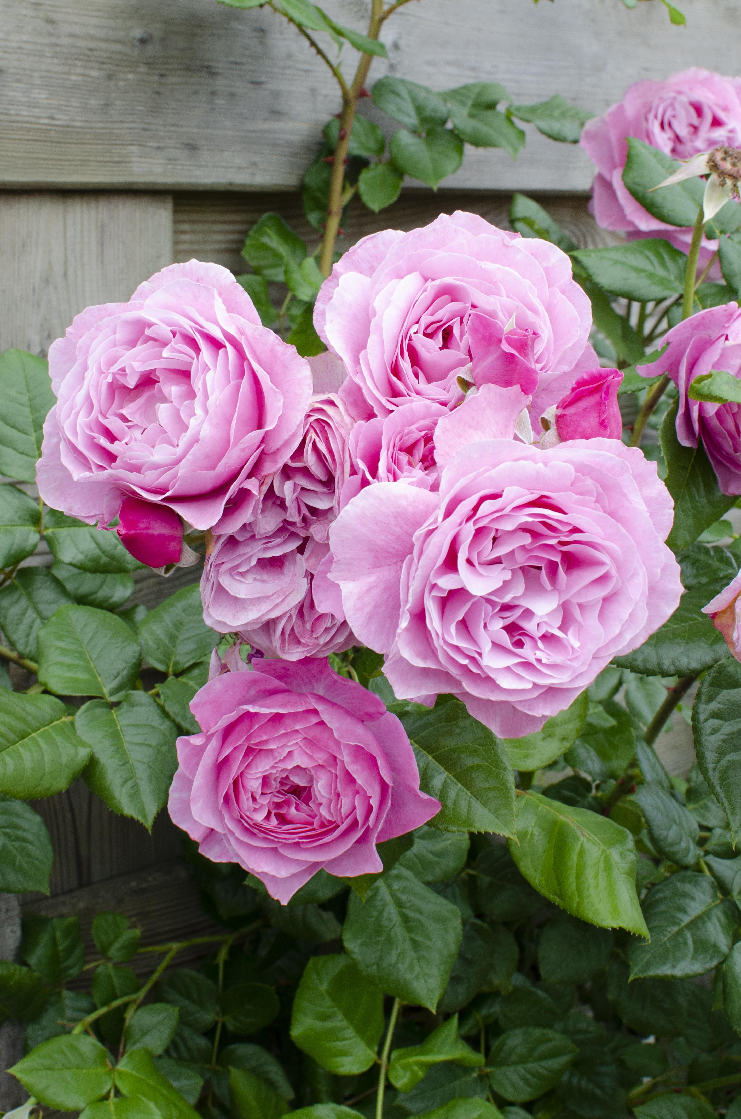 Rosa Kletterrose Crazy in Love Pink
