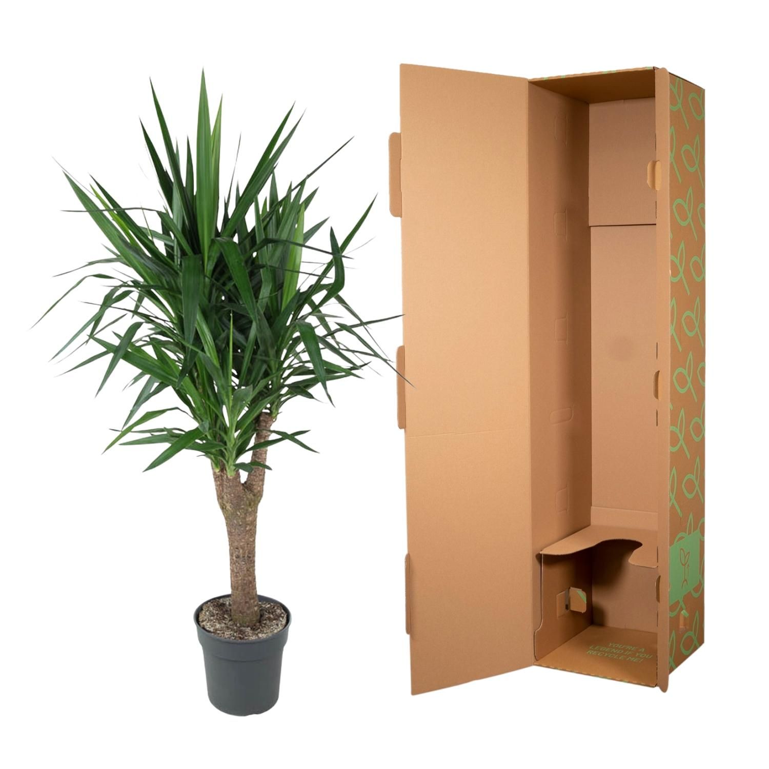 Yucca Elephantipe Zimmerpflanze