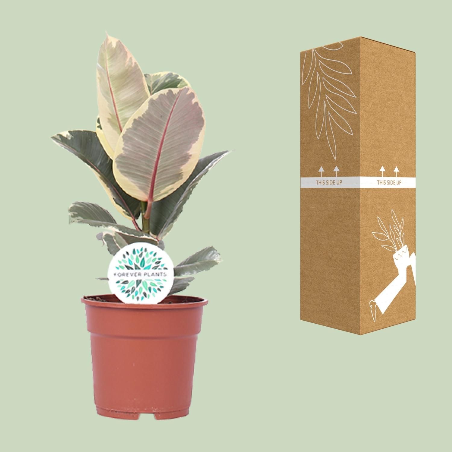 Ficus Elastica Tineke - Elegante Zimmerpflanze mit luftreinigenden Eigenschaften
