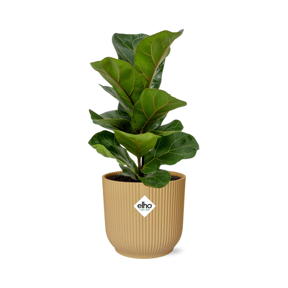 Ficus Lyrata Bambino in dekorativem ELHO Vibes Fold Topf