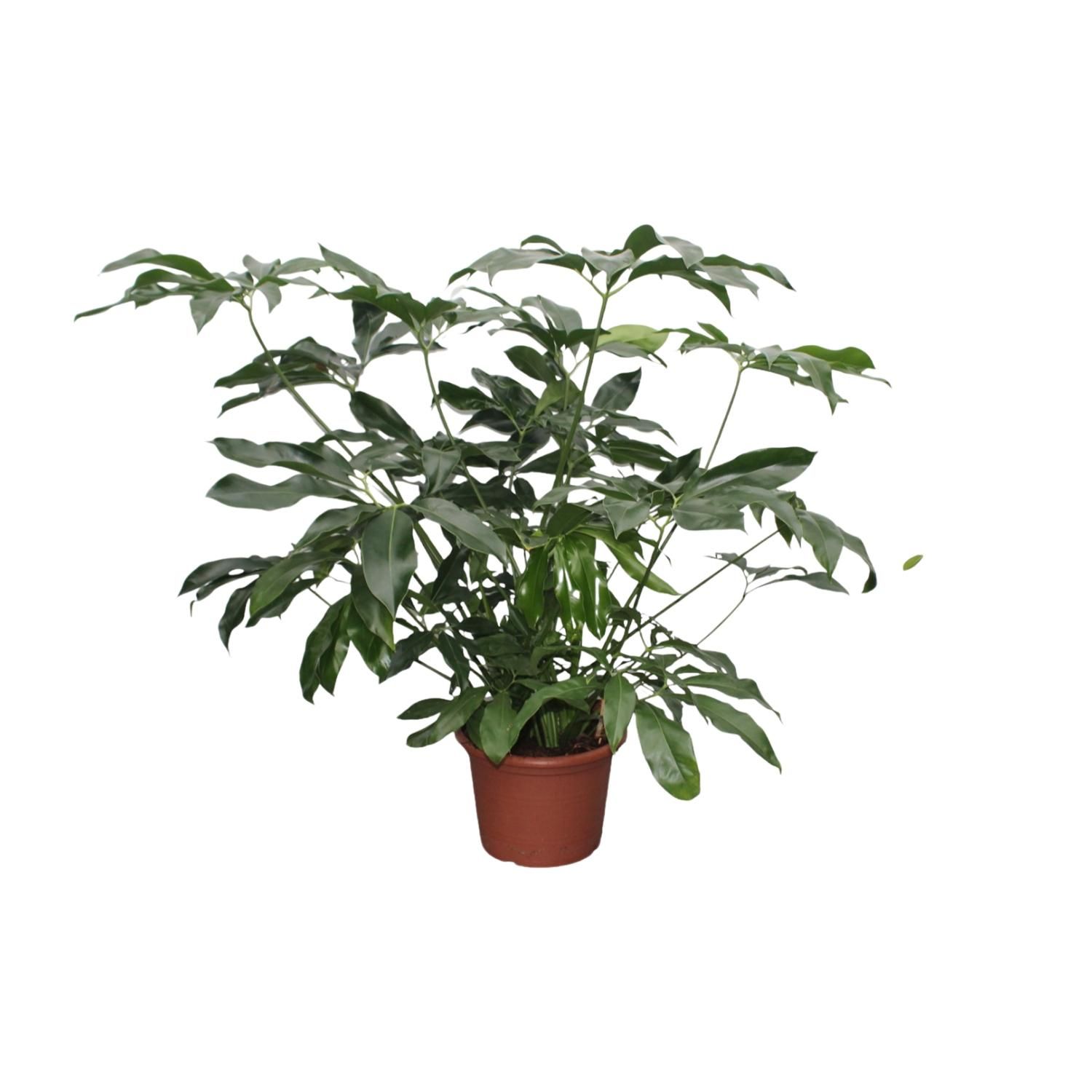 Philodendron Green Wonder XXL Zimmerpflanze