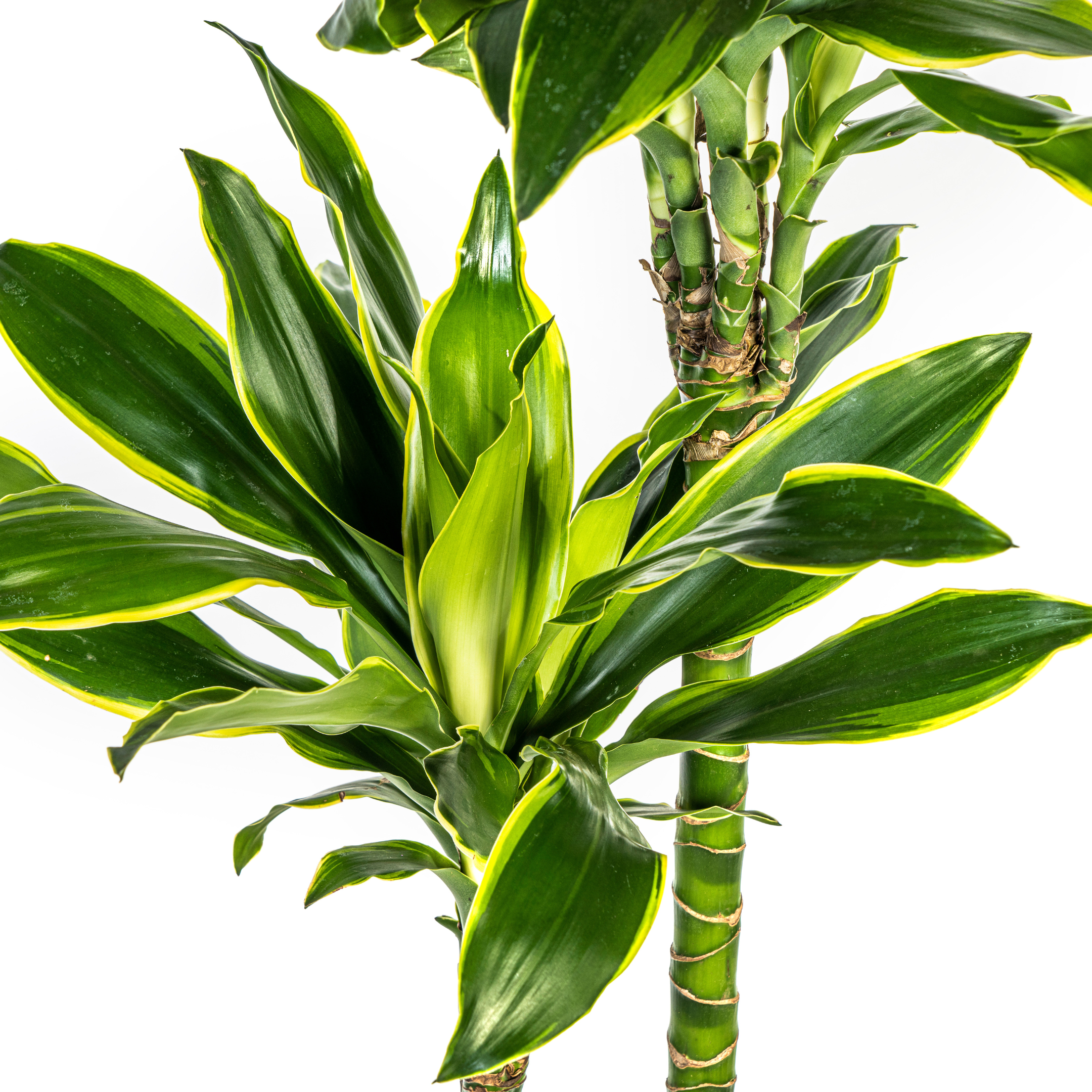 Drachenbaum Golden Coast – Ø24cm – 130-150cm Hoch