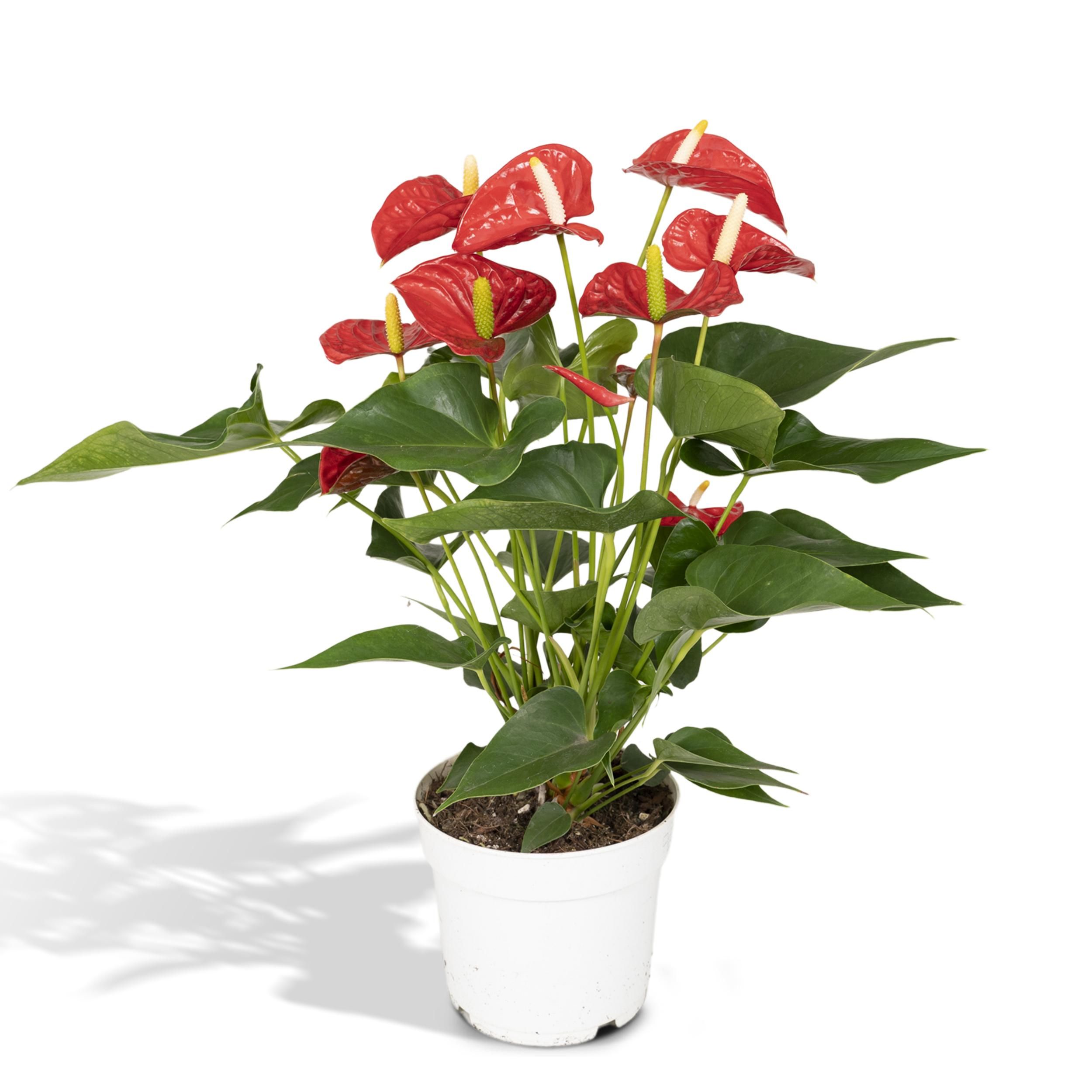 Anthurium Rote Zimmerpflanze mit prächtigen Blüten