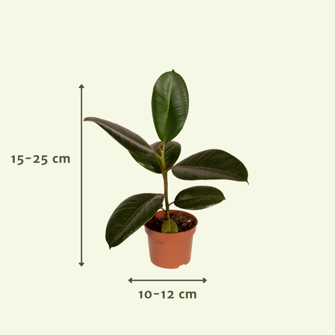 Außenseiterbox Pflanzenmix in Ø12cm Topf