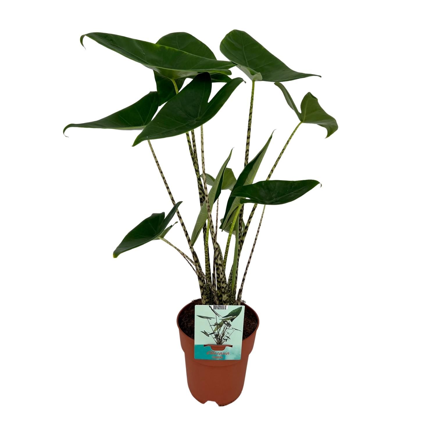 Alocasia Zebrina - Elegante Elefantenohr Pflanze