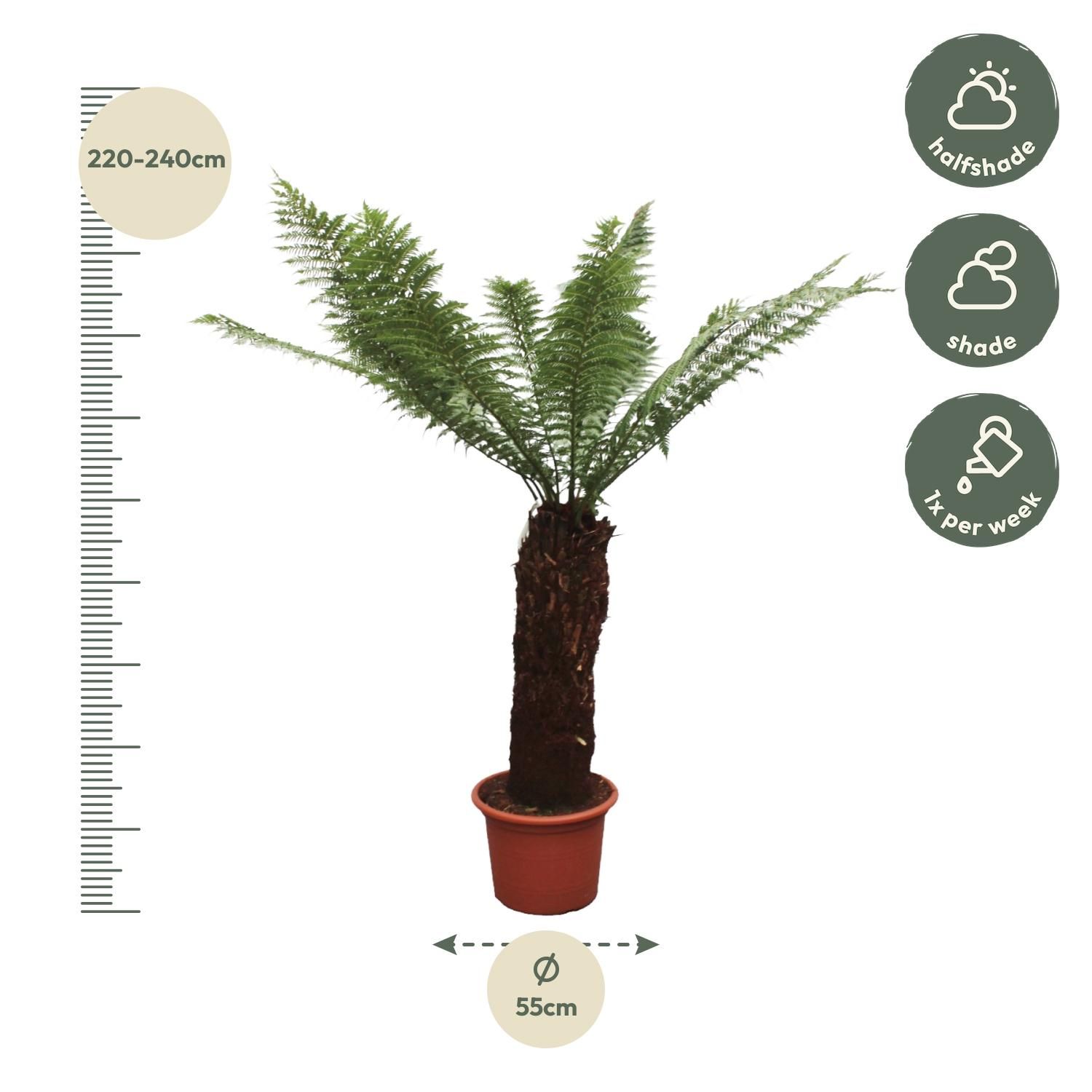 Dicksonia Antarctica Farn