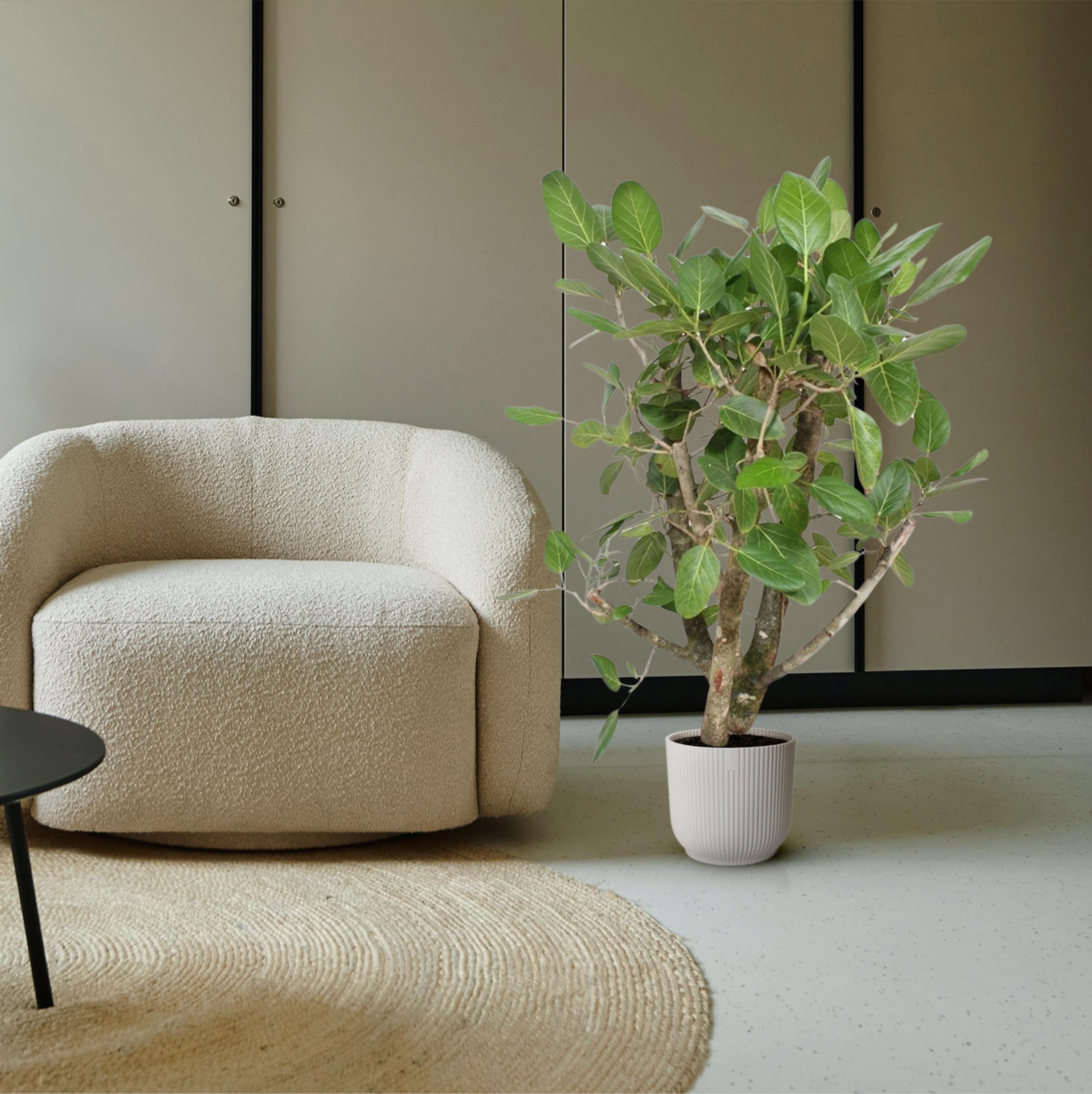 Ficus Benghalensis mit verzweigtem Stamm